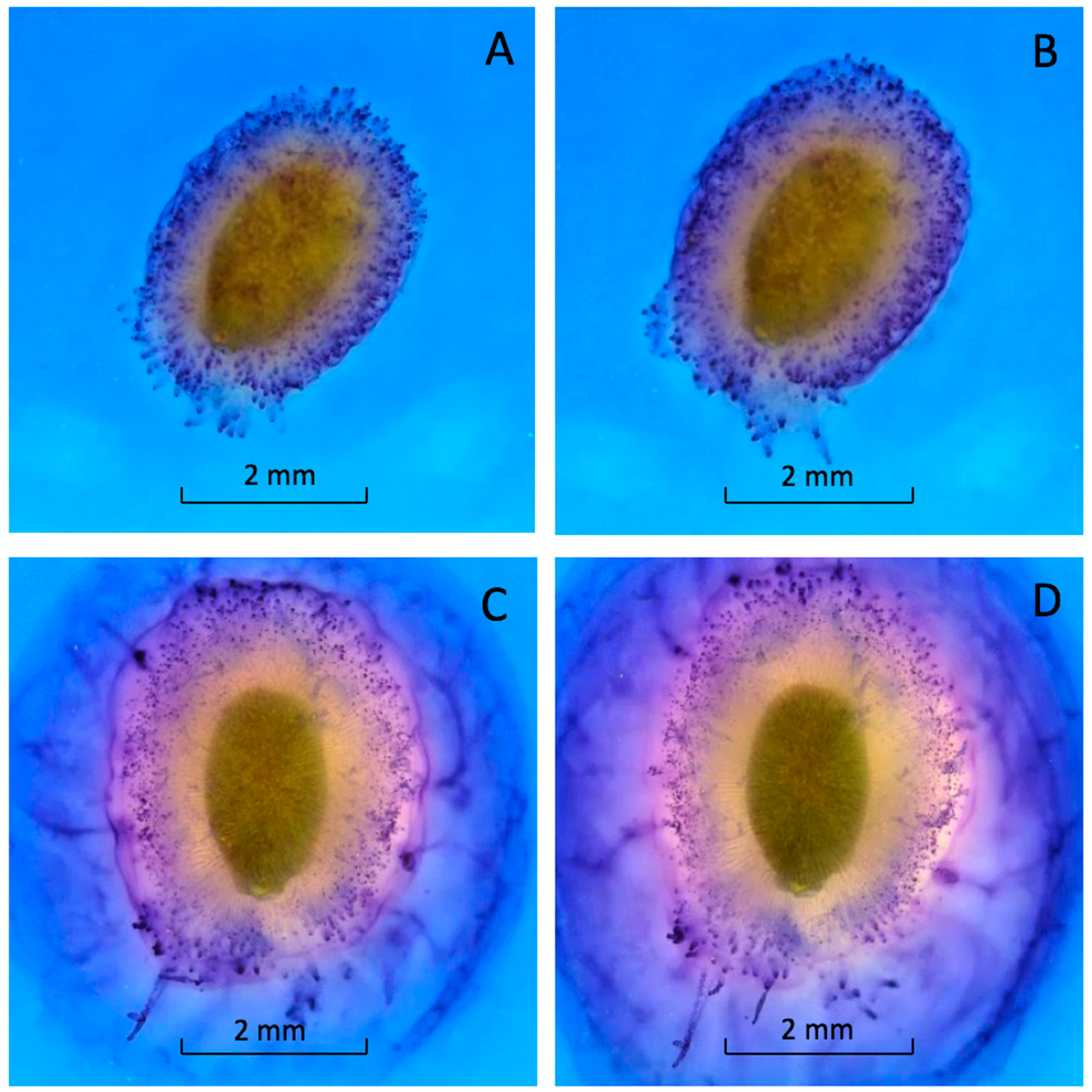 Horticulturae 08 00327 g003