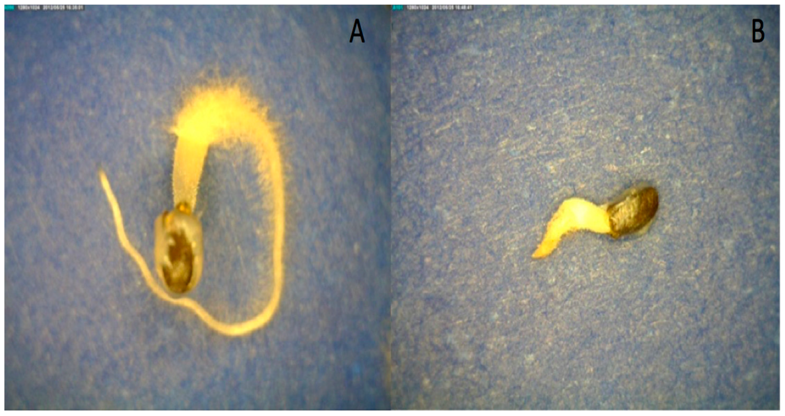 Horticulturae 08 00327 g008