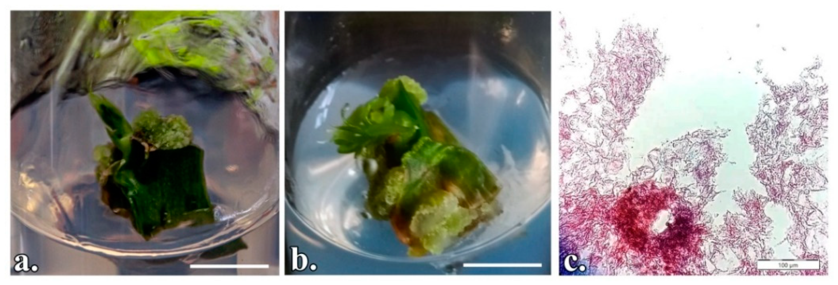 Horticulturae 08 00337 g002