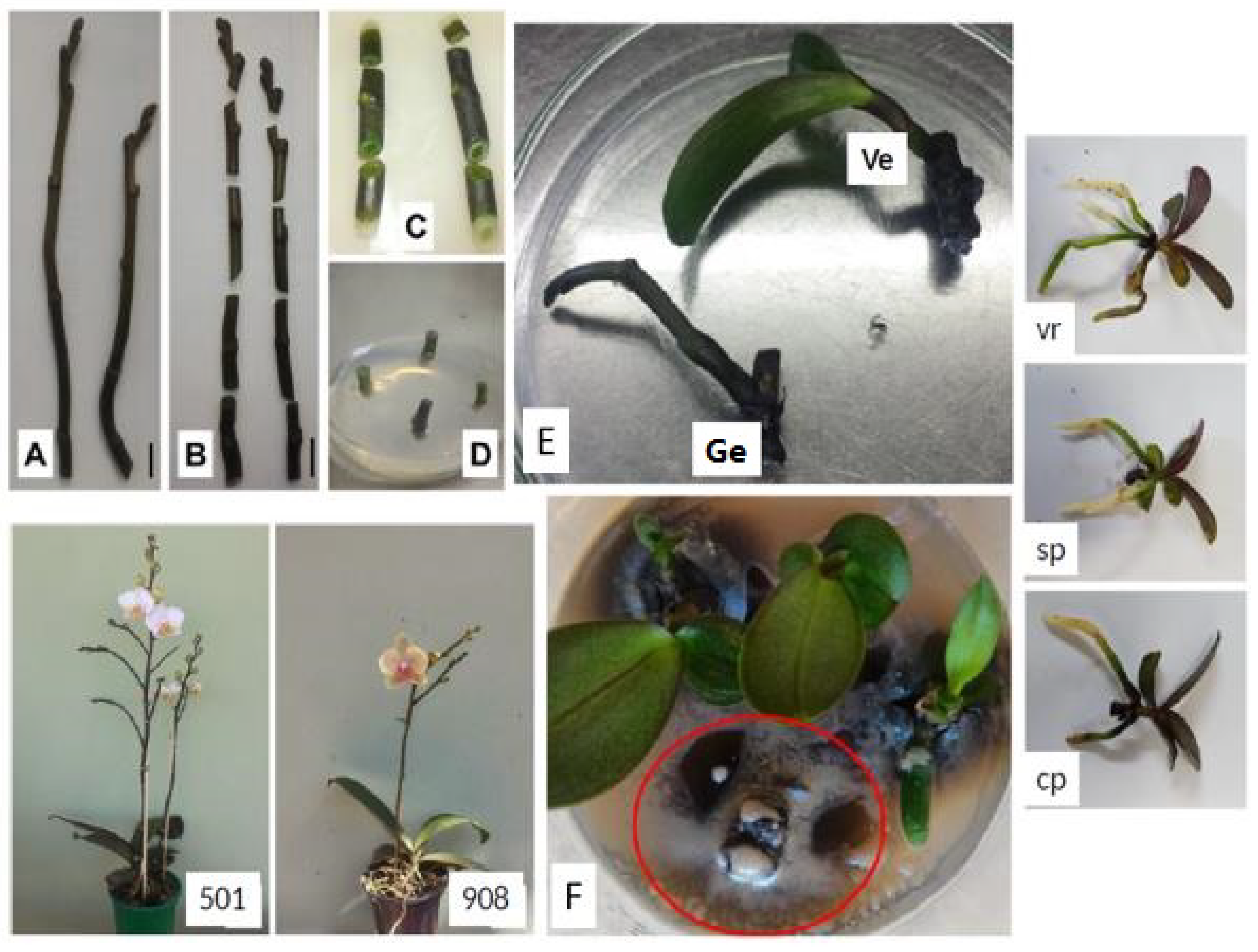 Horticulturae 08 00340 g001