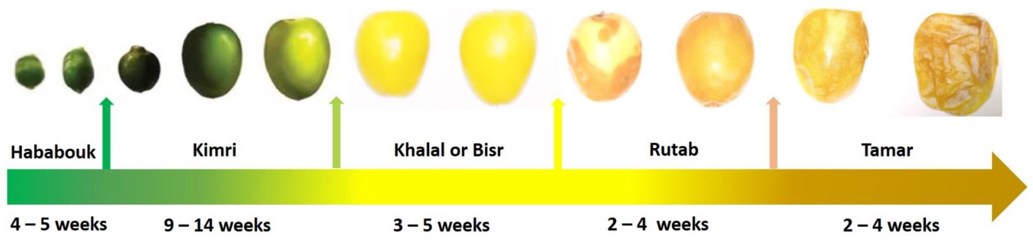 Horticulturae 08 00342 g001 Horticulturae 08 00342 g001