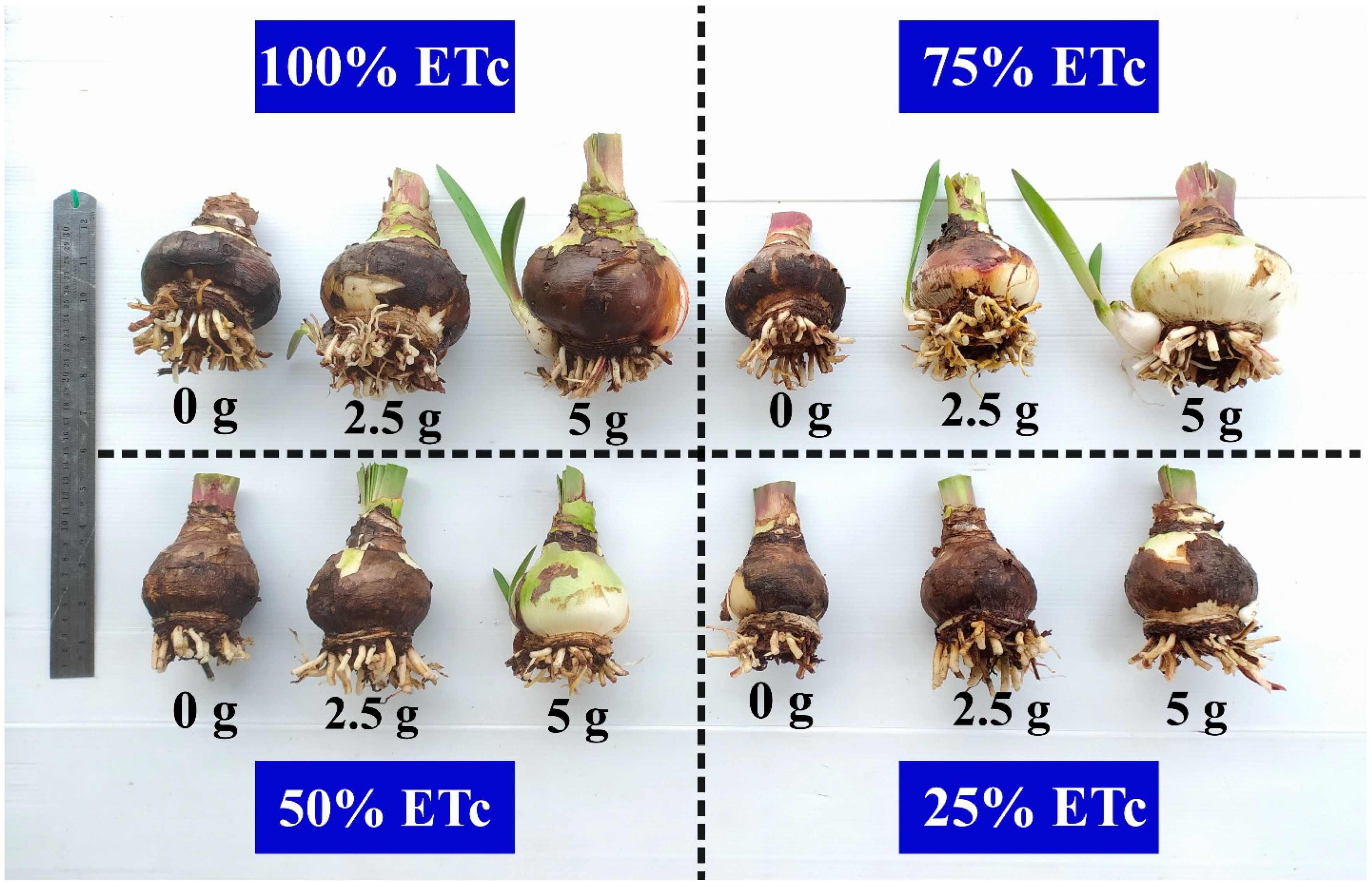 Horticulturae 08 00345 g005