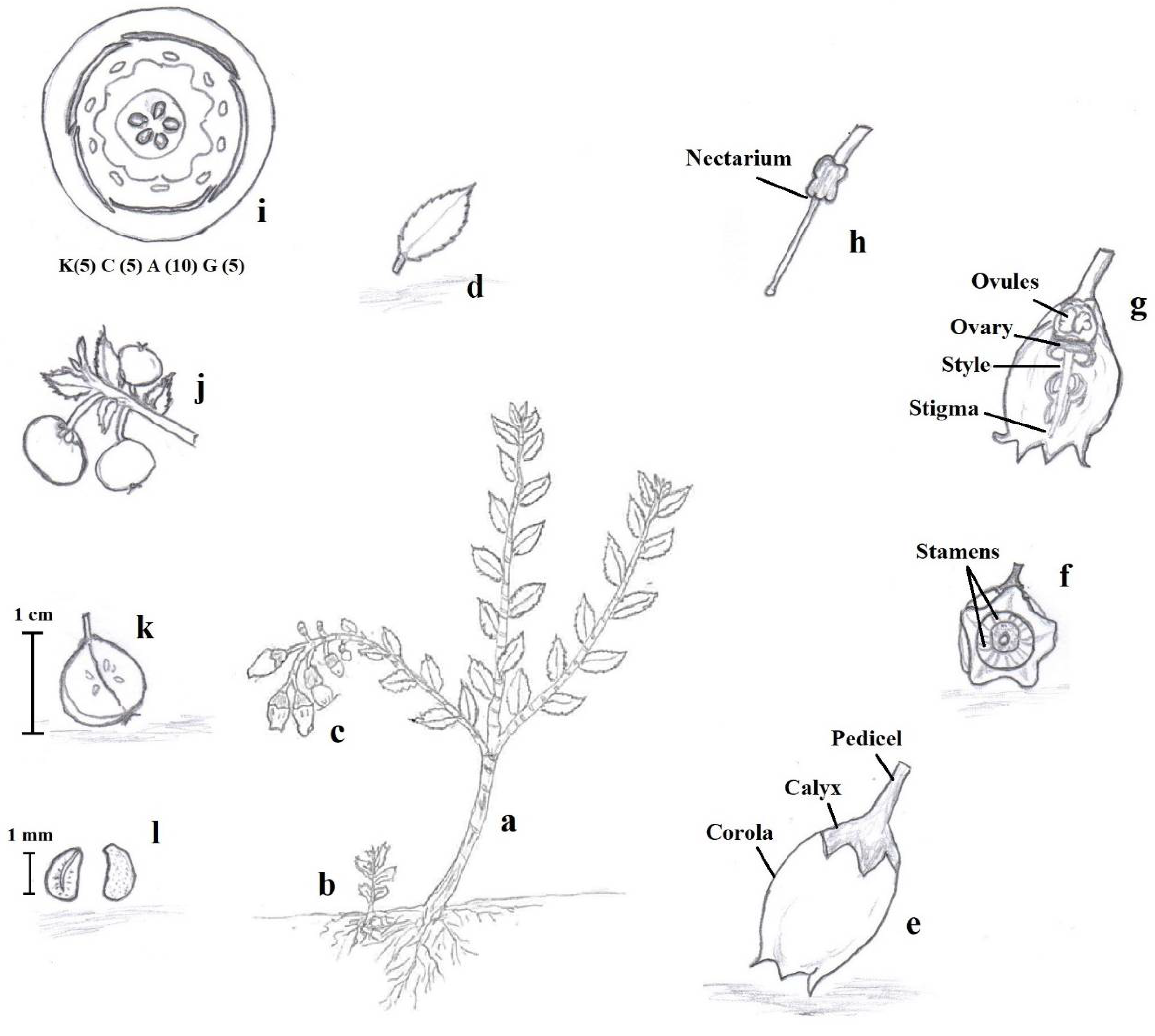 Horticulturae 08 00358 g002