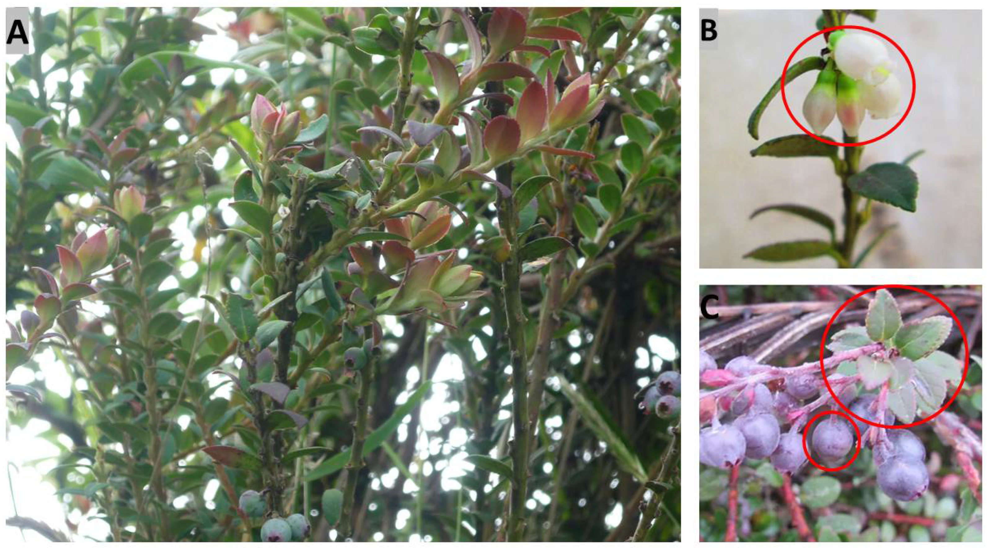 Horticulturae 08 00358 g003