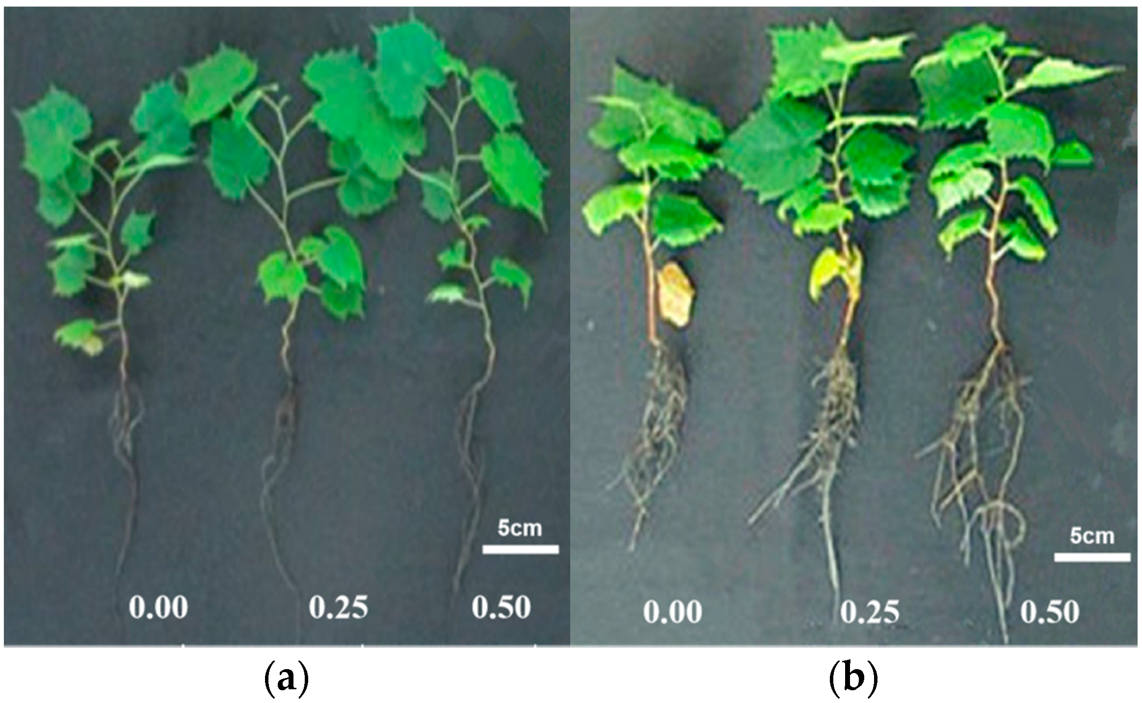 Horticulturae 08 00374 g001
