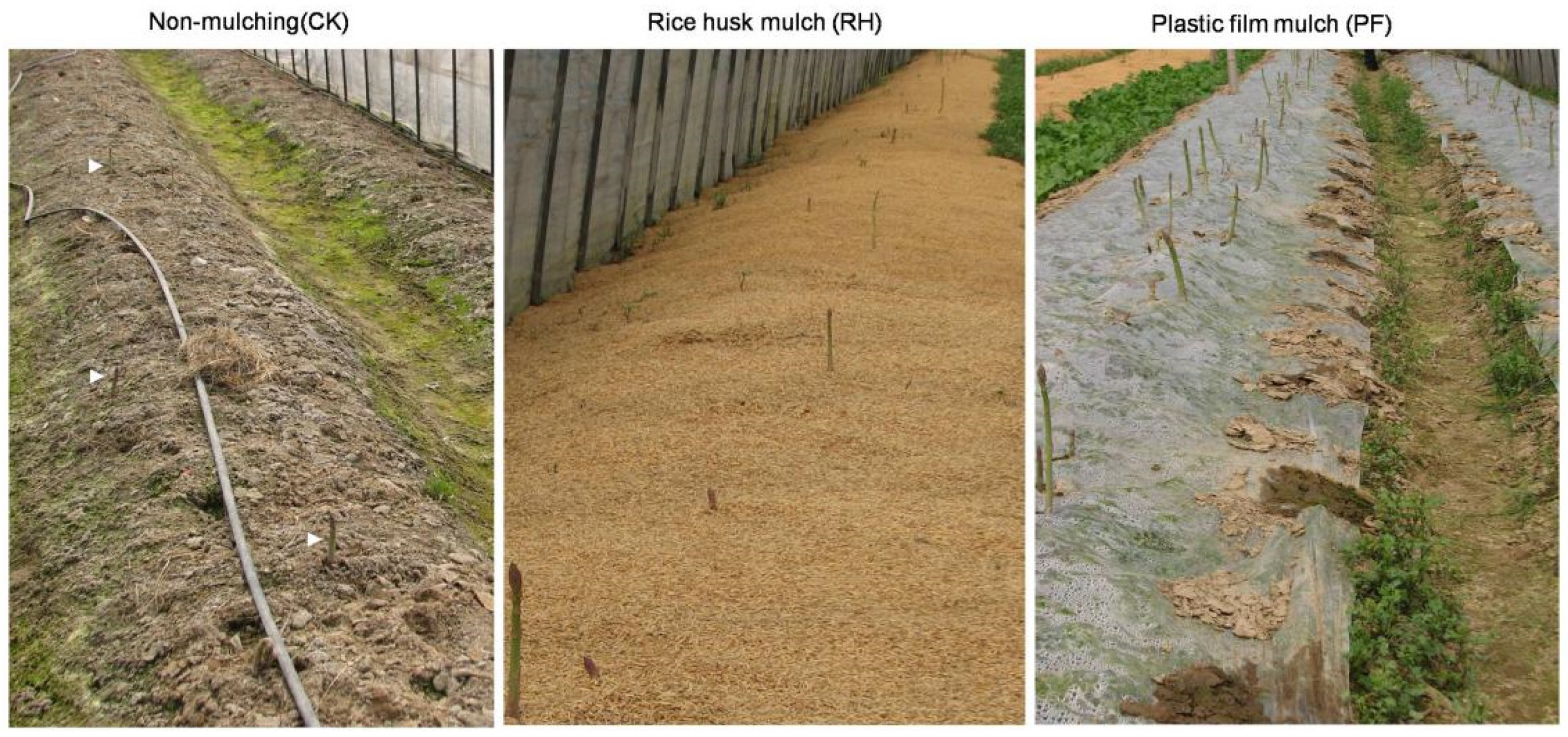 Horticulturae 08 00395 g001