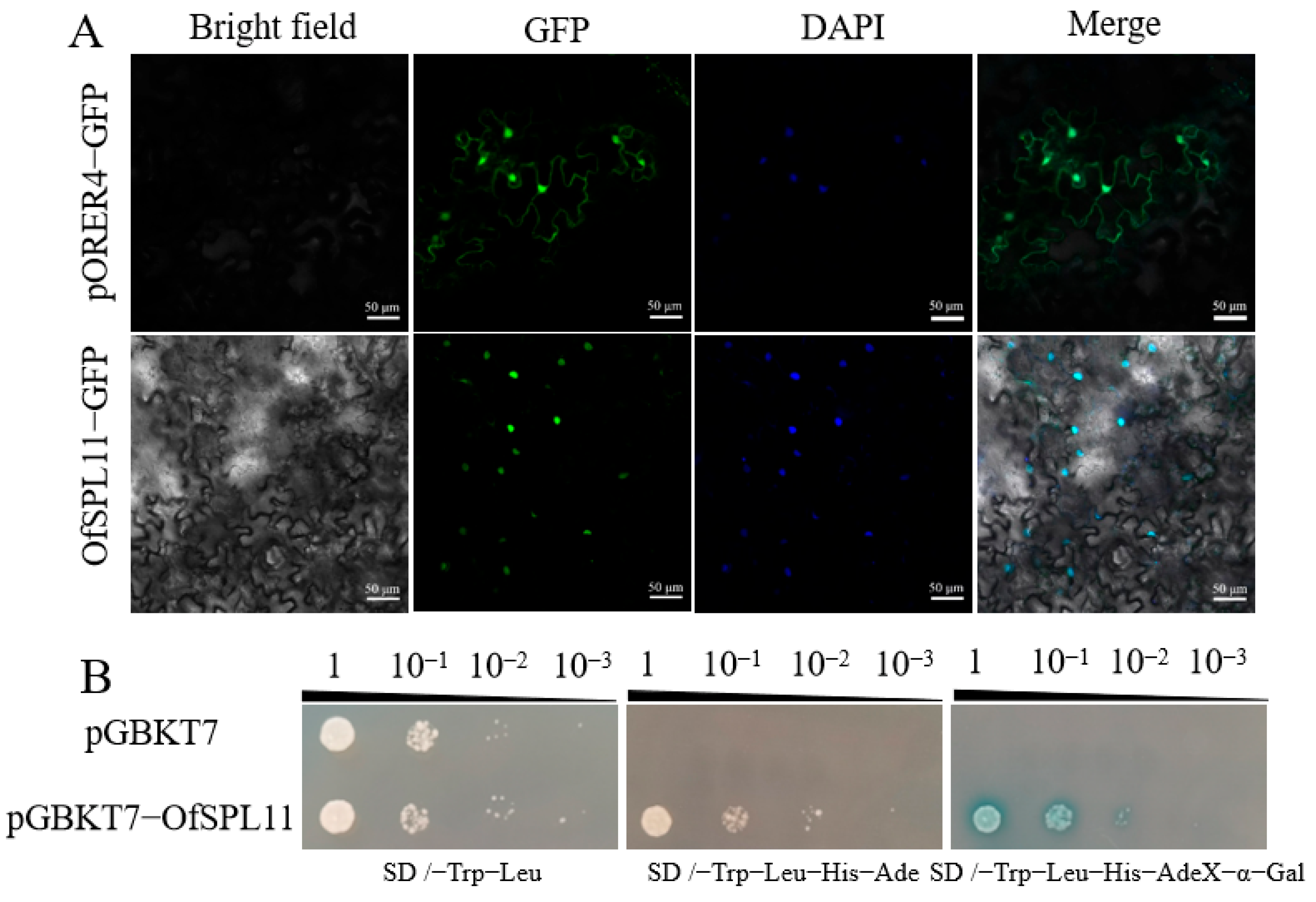 Horticulturae 08 00412 g003