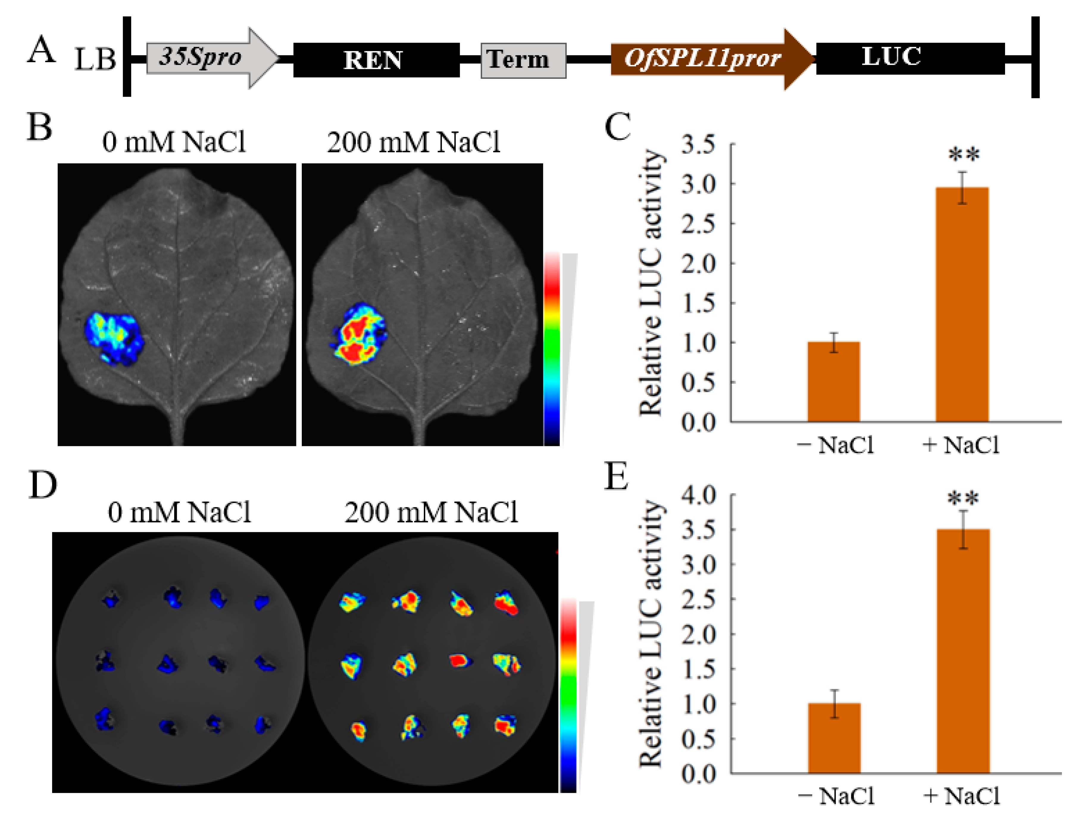 Horticulturae 08 00412 g005