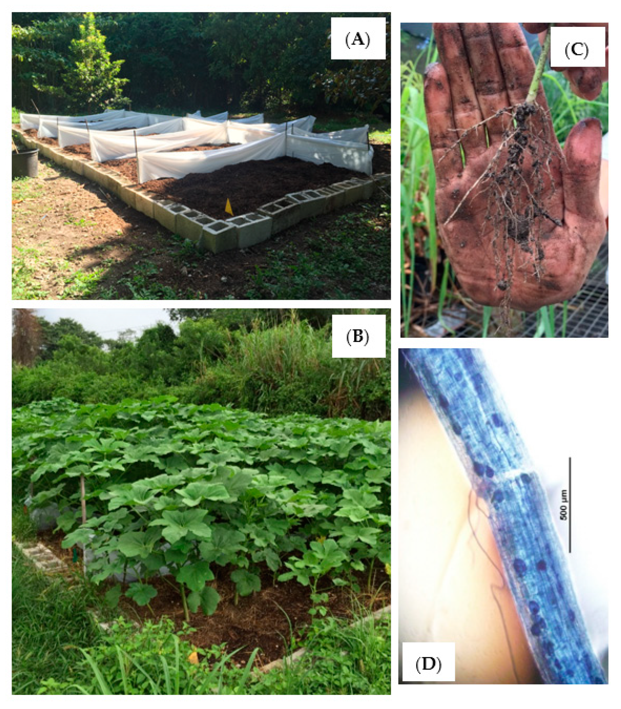 Horticulturae 08 00415 g001