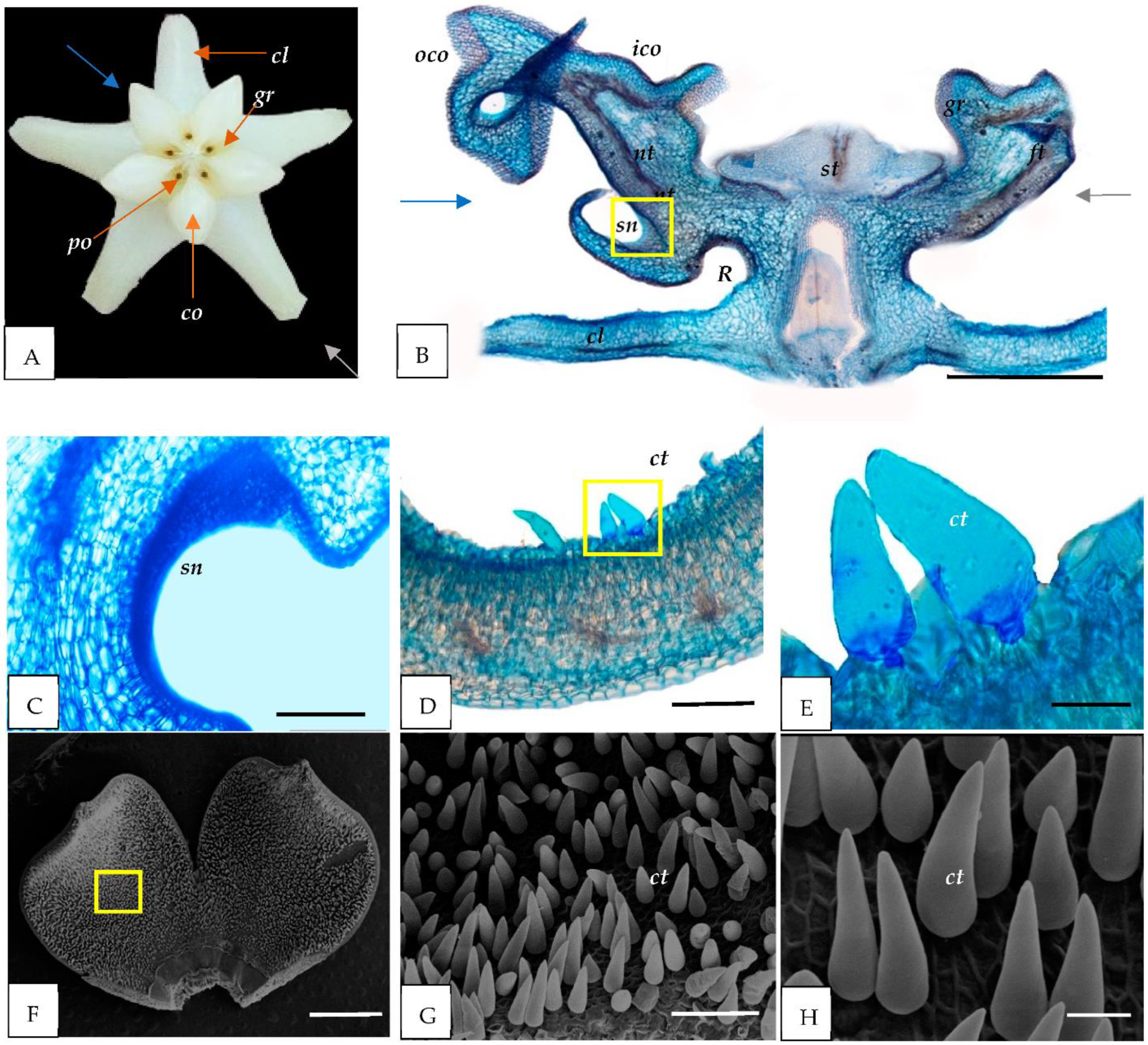 Horticulturae 08 00420 g001