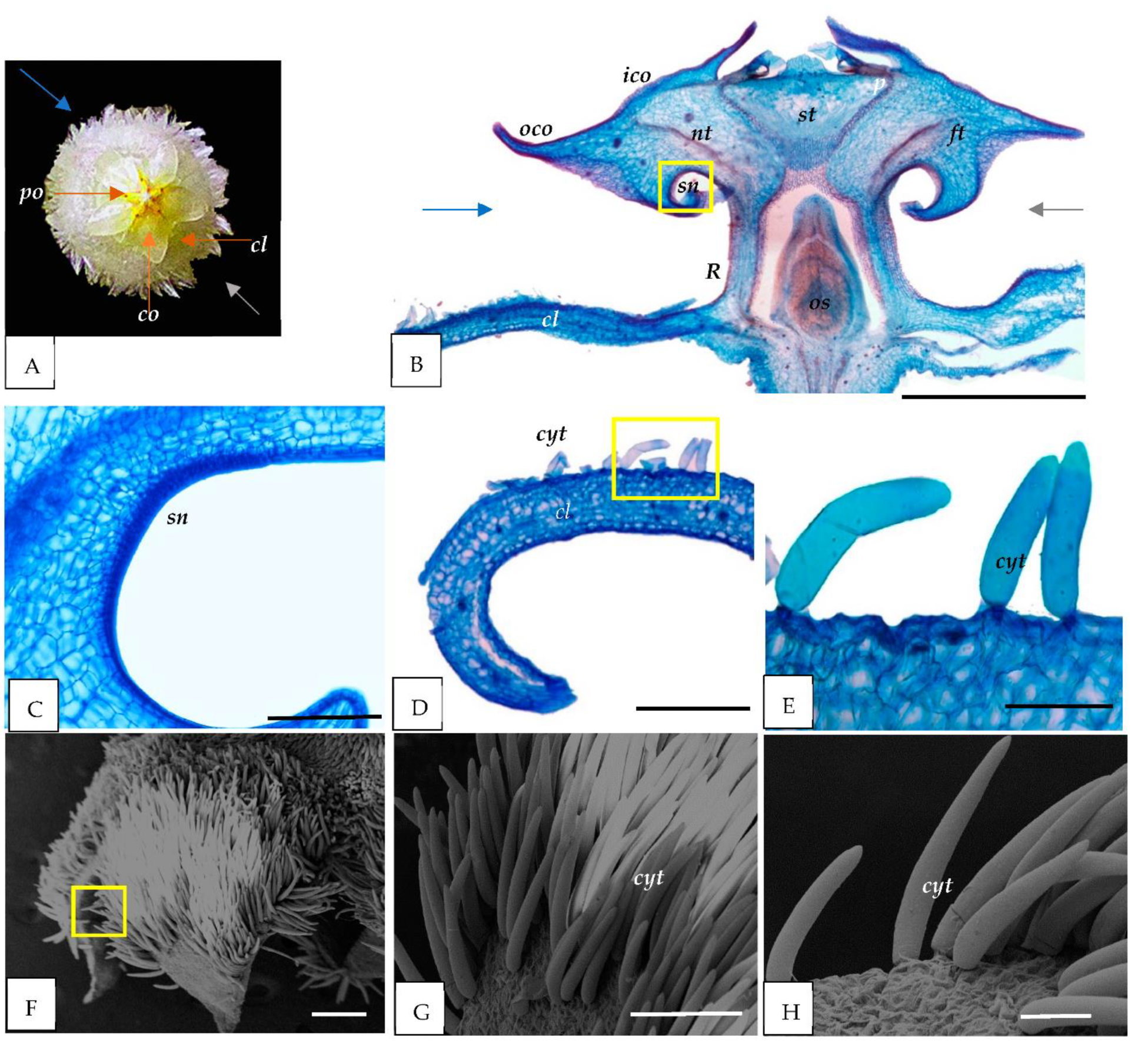 Horticulturae 08 00420 g002