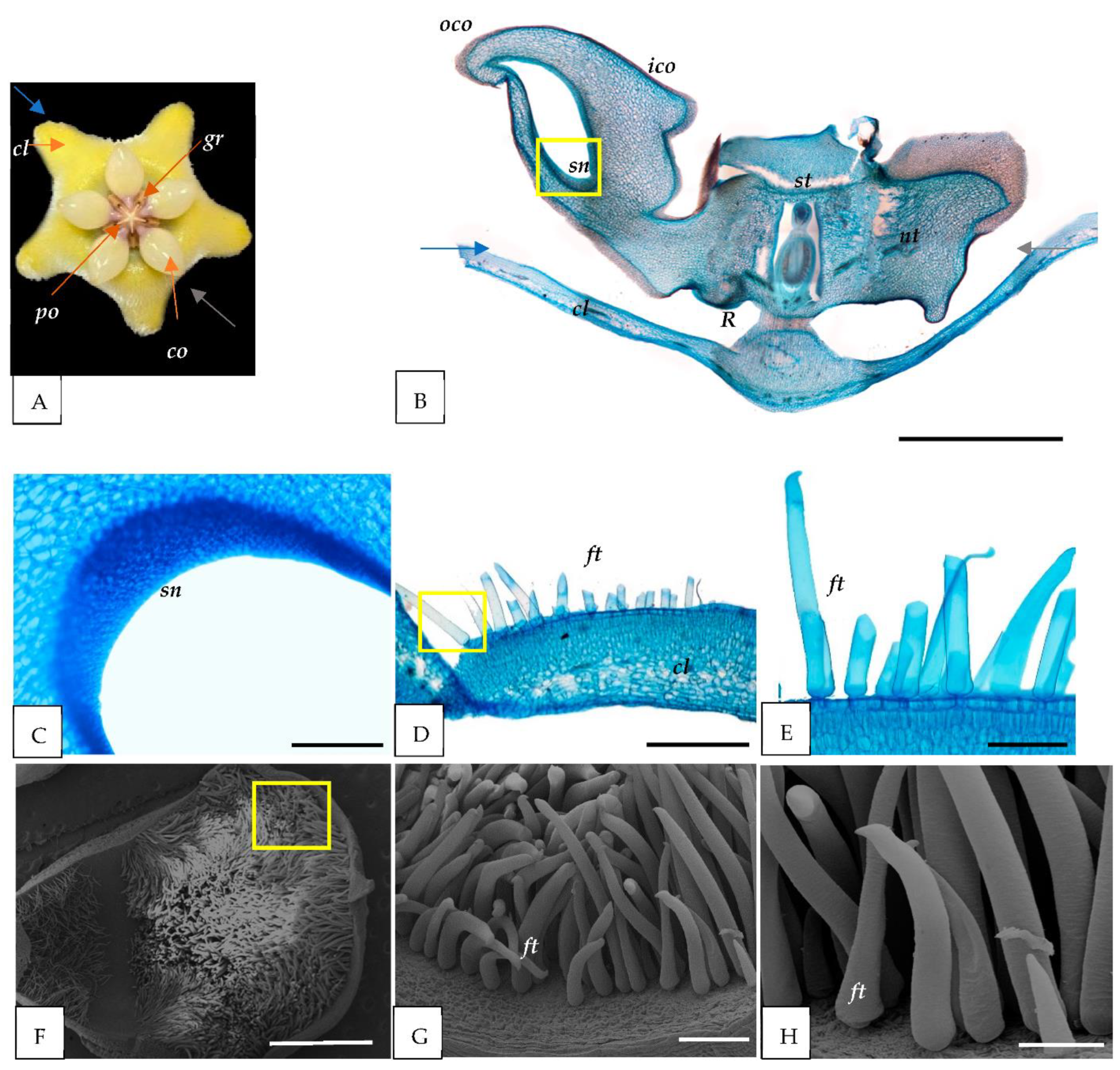 Horticulturae 08 00420 g003