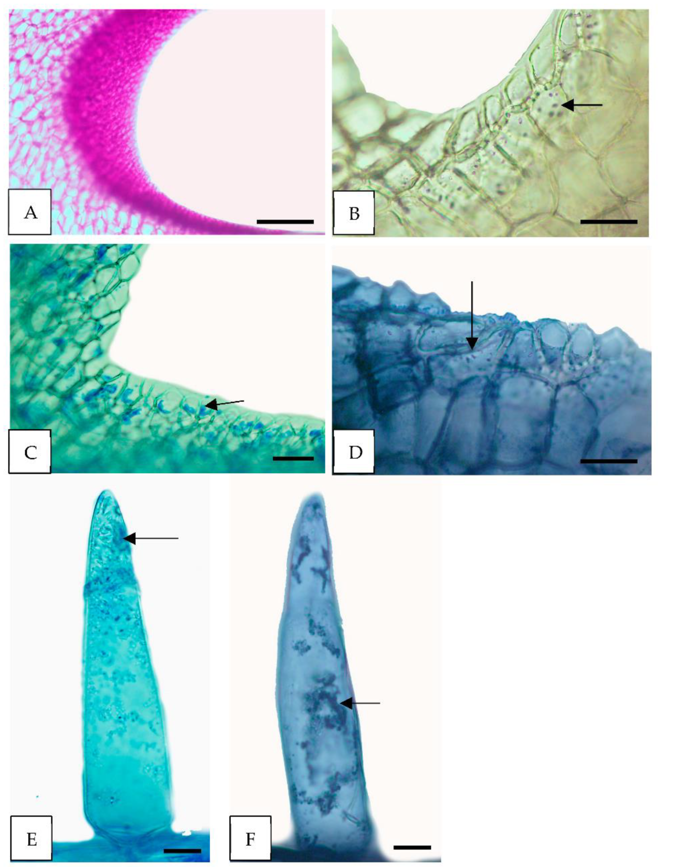 Horticulturae 08 00420 g004