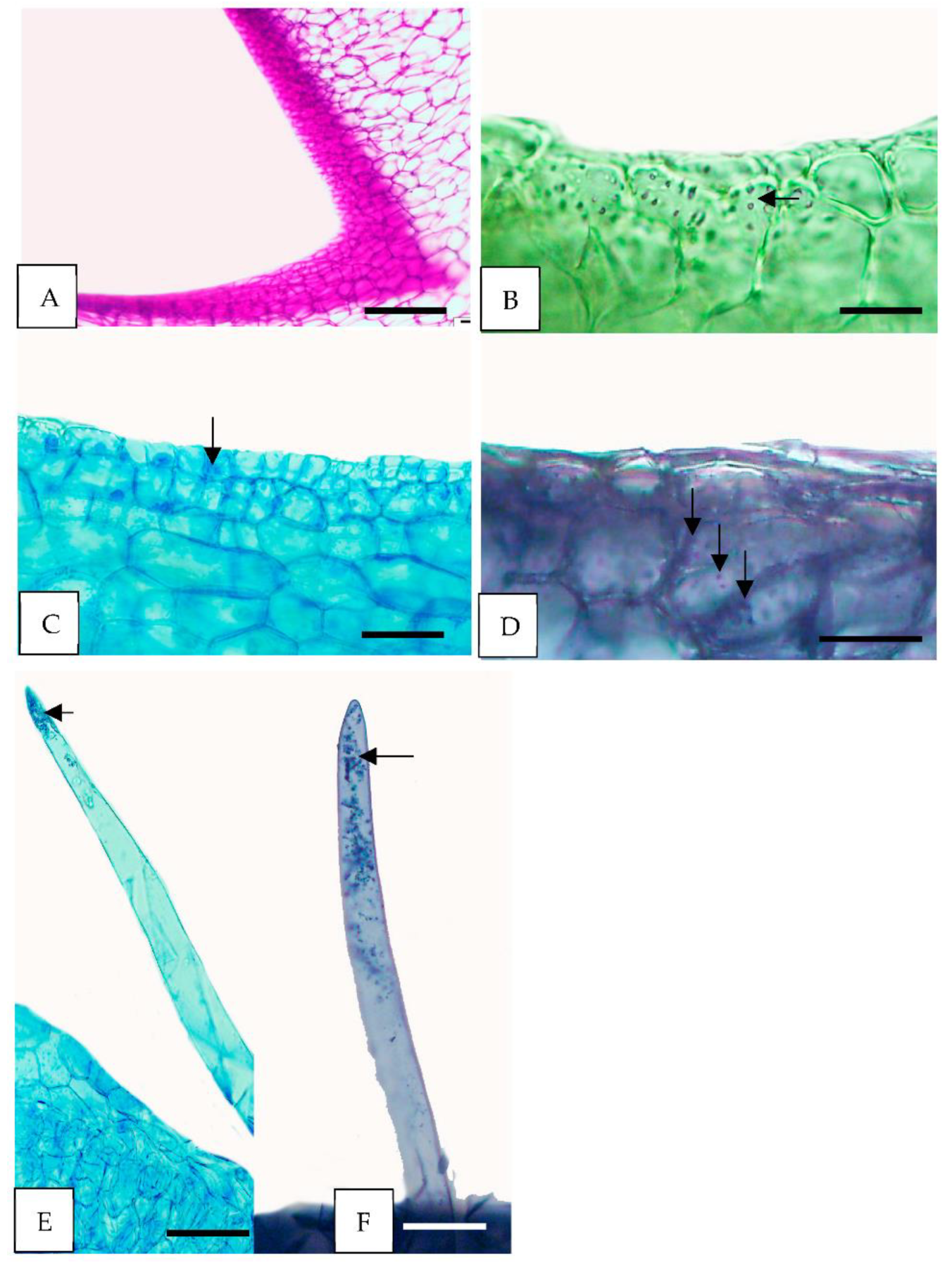 Horticulturae 08 00420 g005