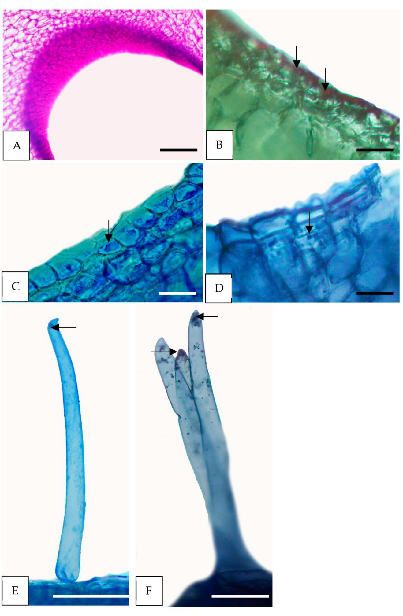 Horticulturae 08 00420 g006