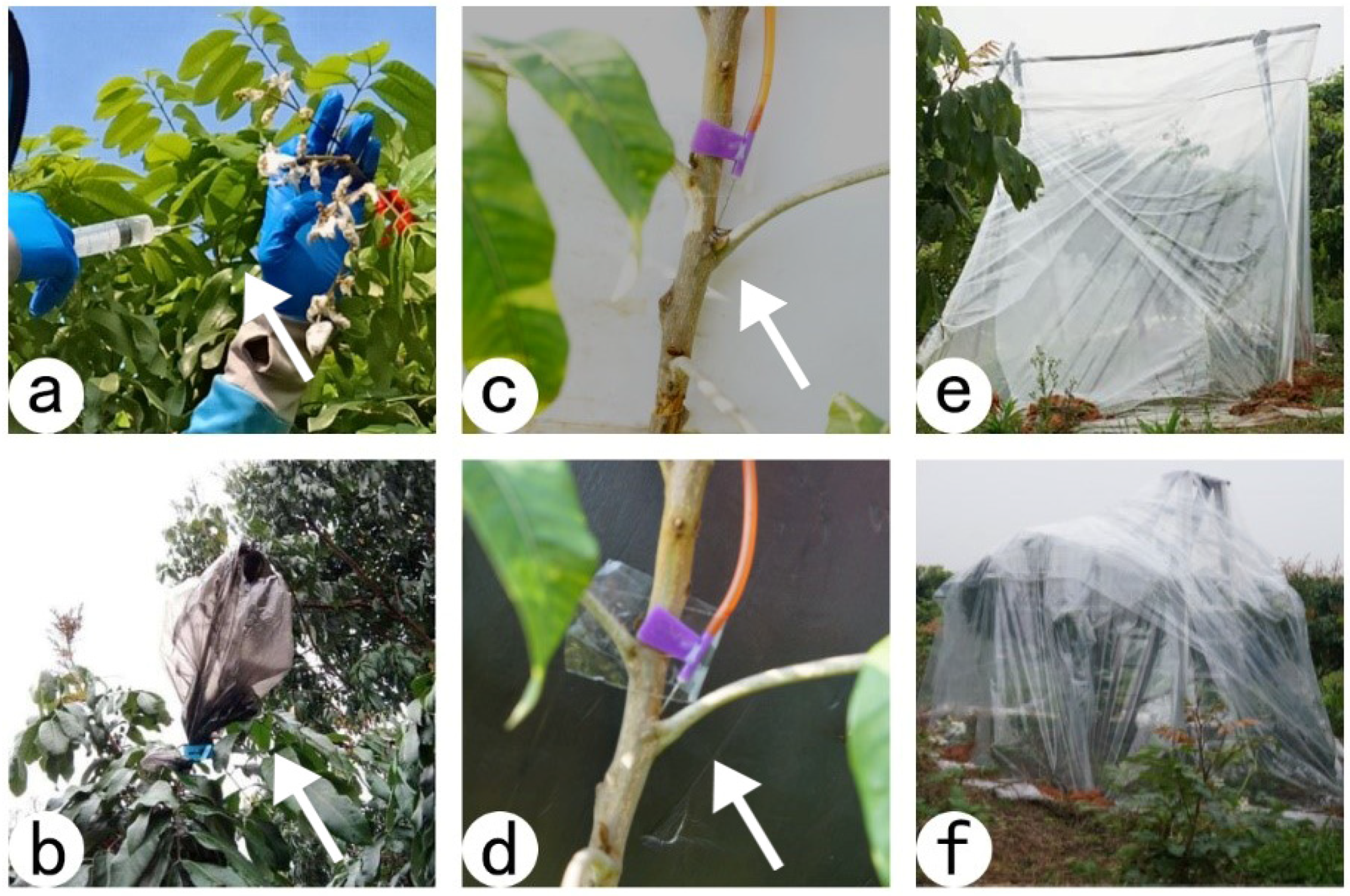 Horticulturae 08 00437 g001