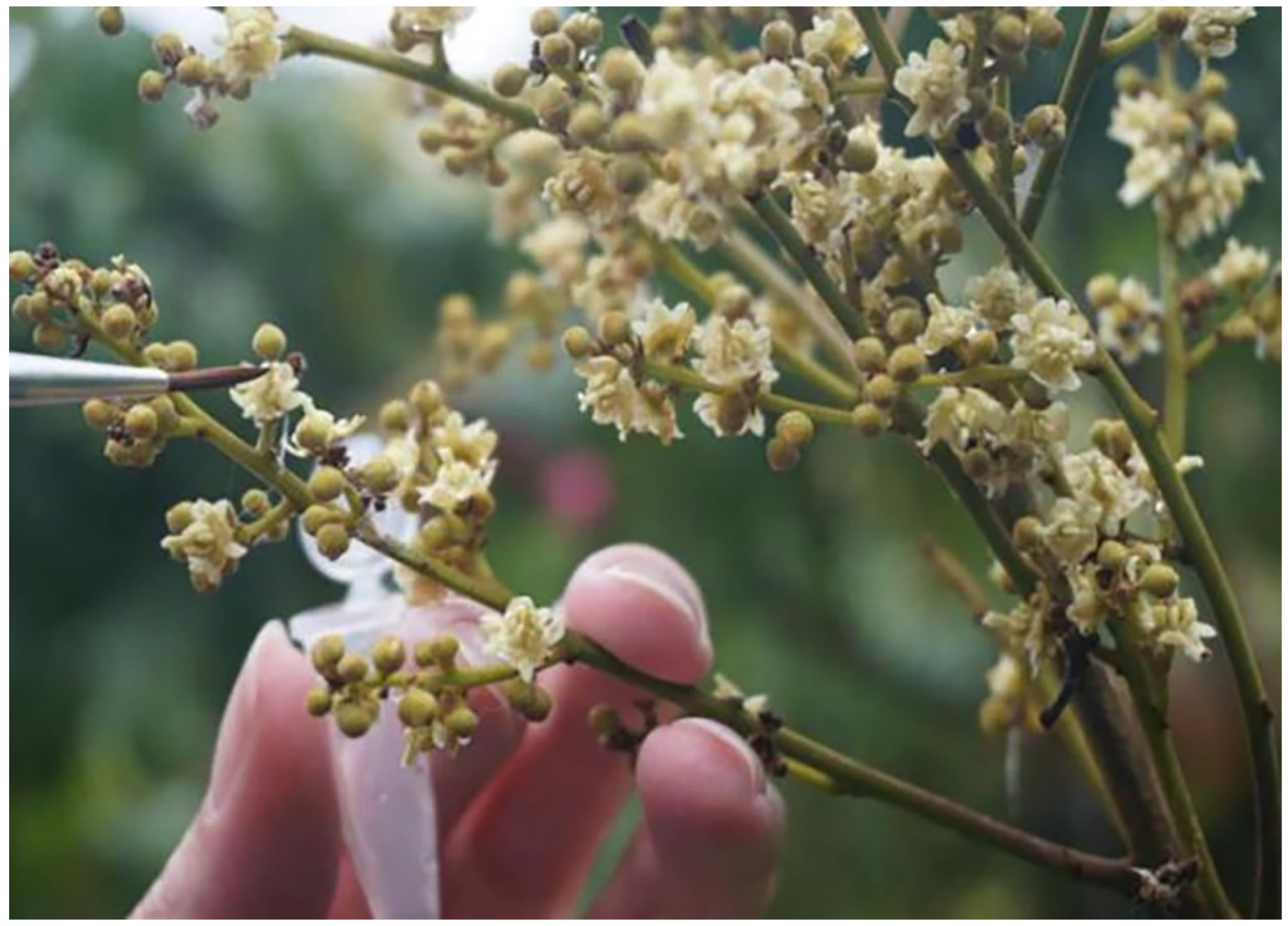 Horticulturae 08 00437 g002