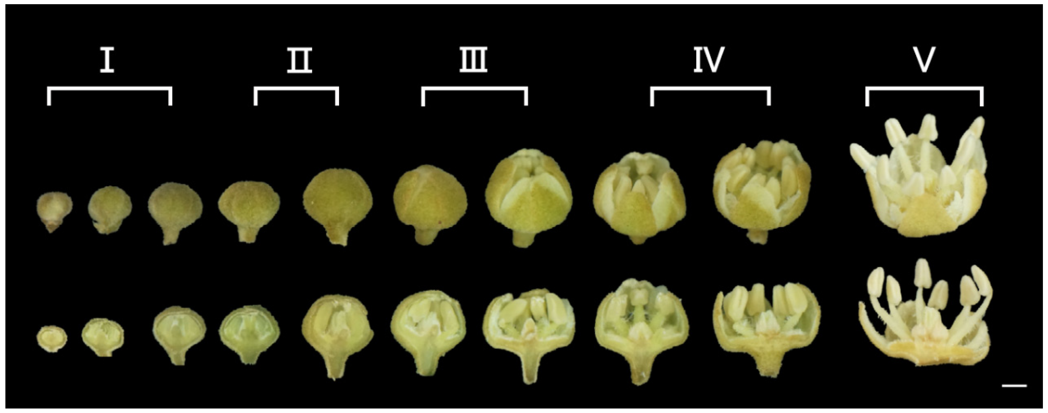 Horticulturae 08 00437 g003