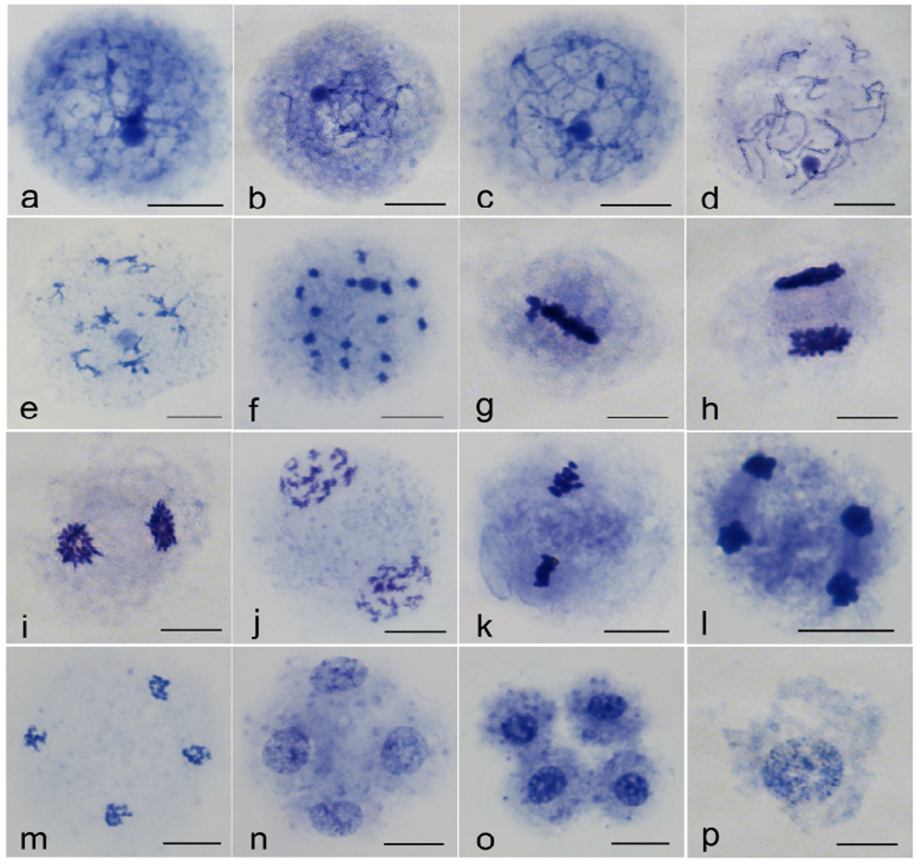 Horticulturae 08 00437 g004