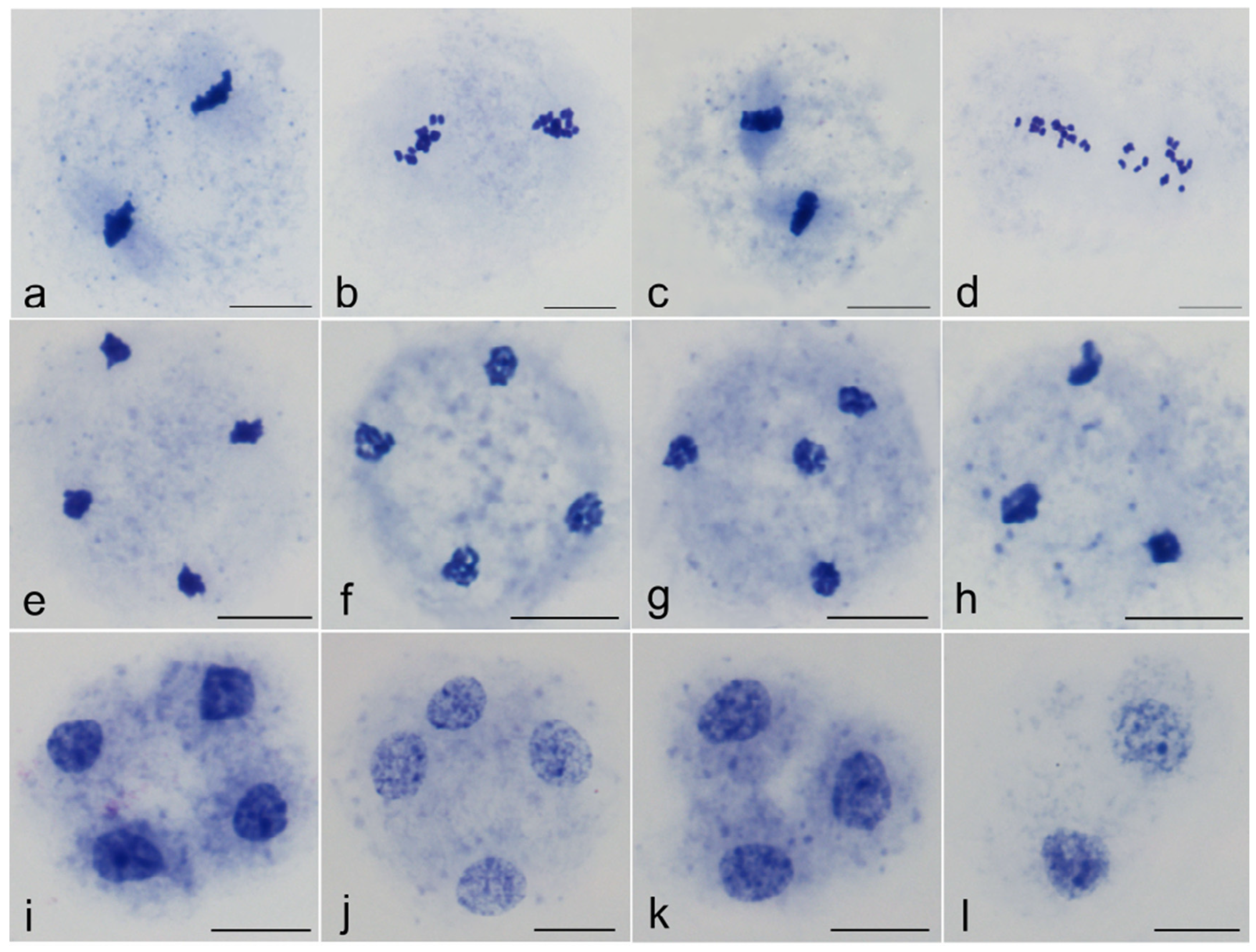 Horticulturae 08 00437 g005