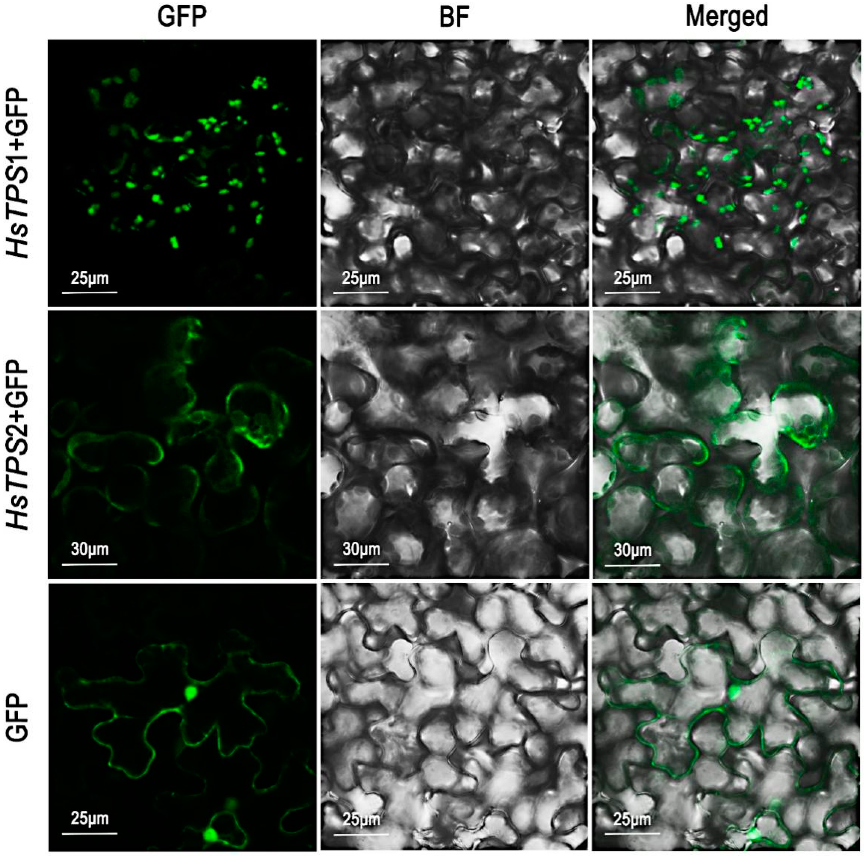 Horticulturae 08 00447 g006