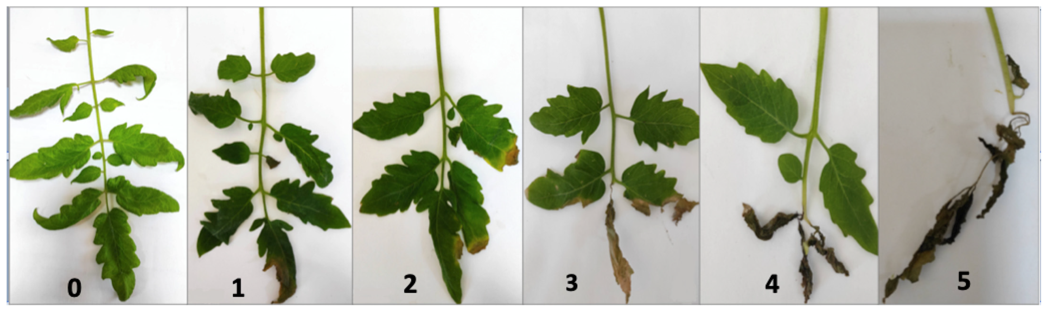 Horticulturae 08 00484 g001