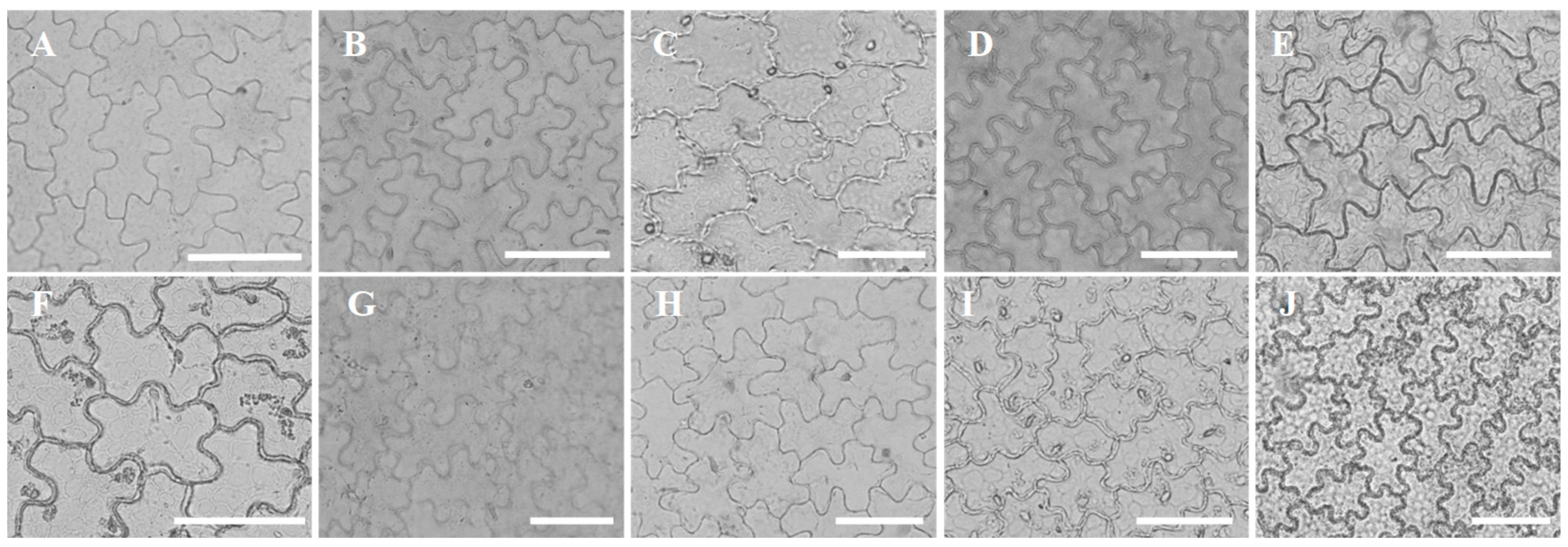 Horticulturae 08 00502 g002