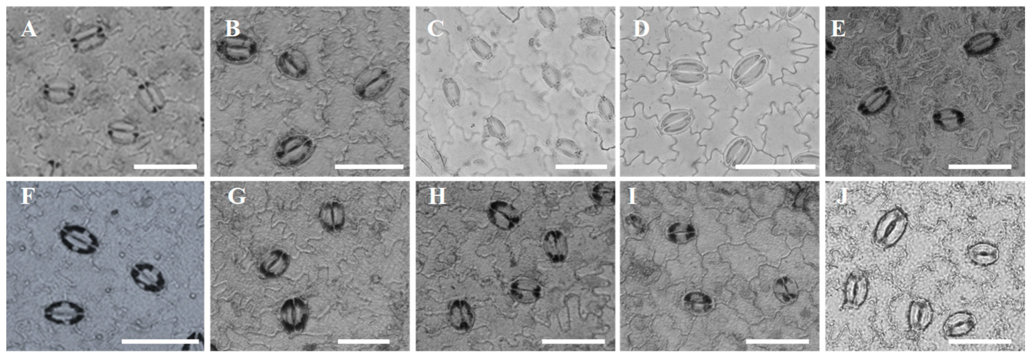 Horticulturae 08 00502 g003