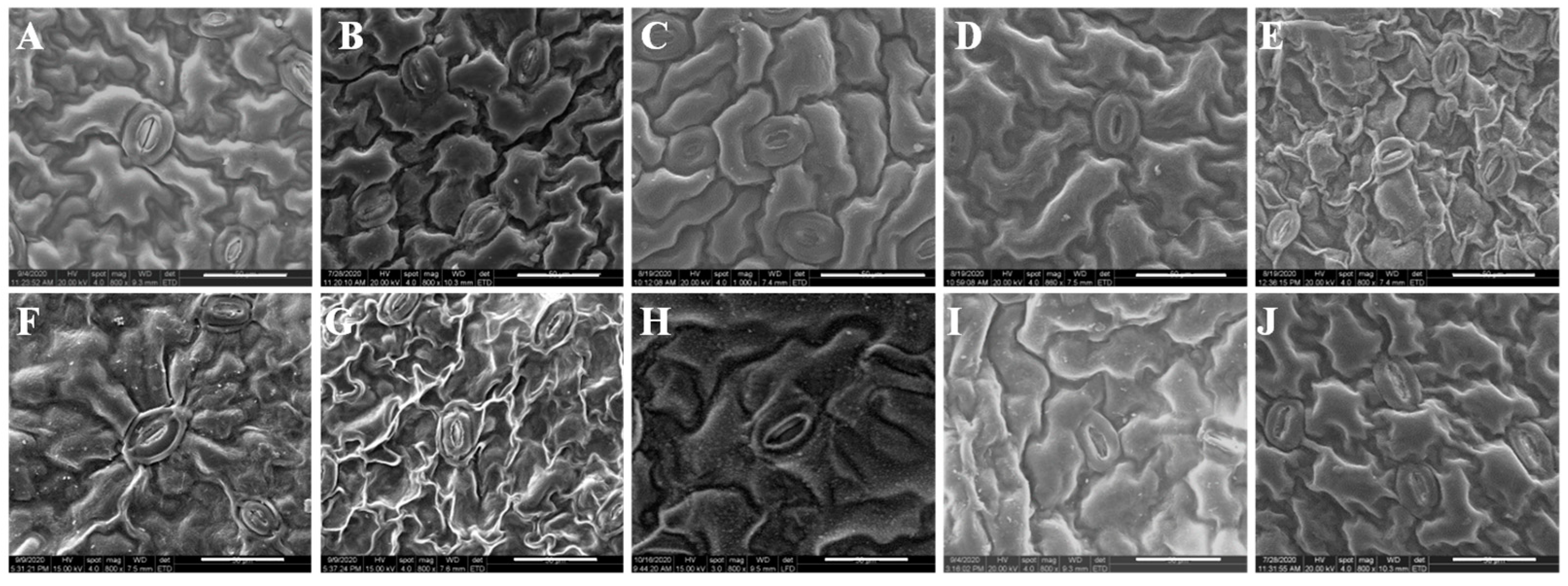 Horticulturae 08 00502 g005