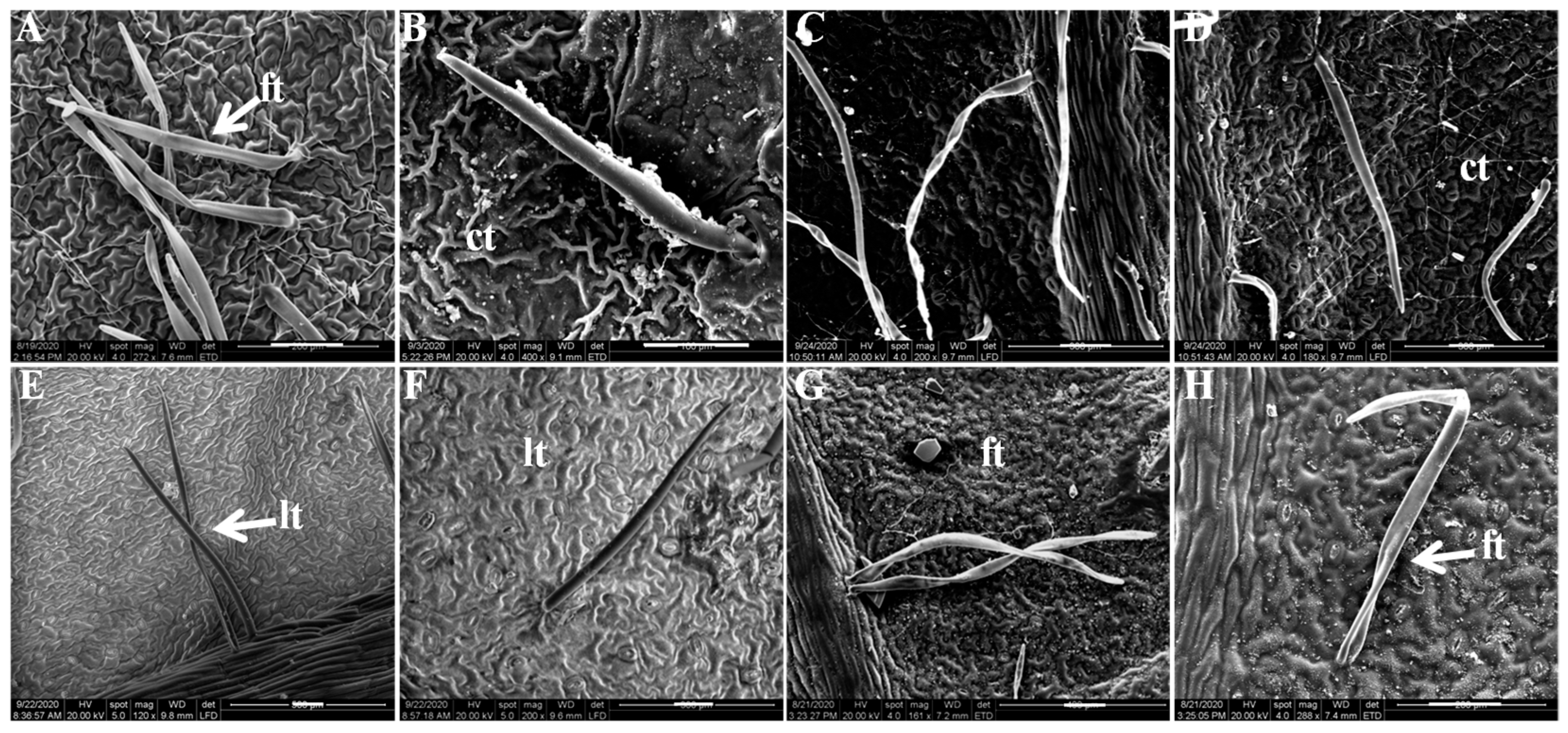 Horticulturae 08 00502 g008