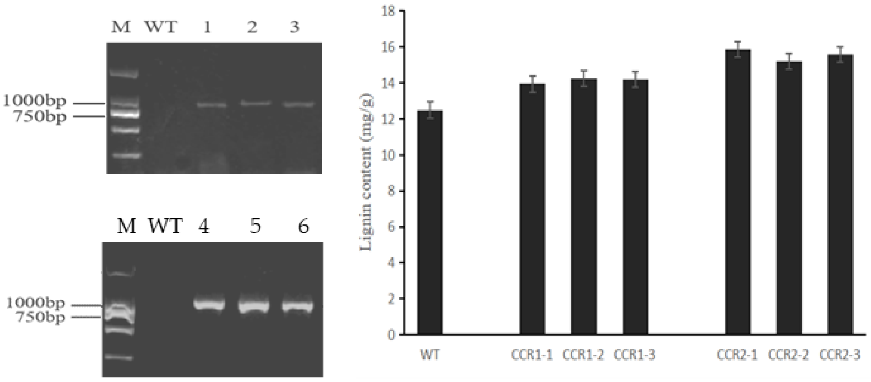 Horticulturae 08 00537 g009