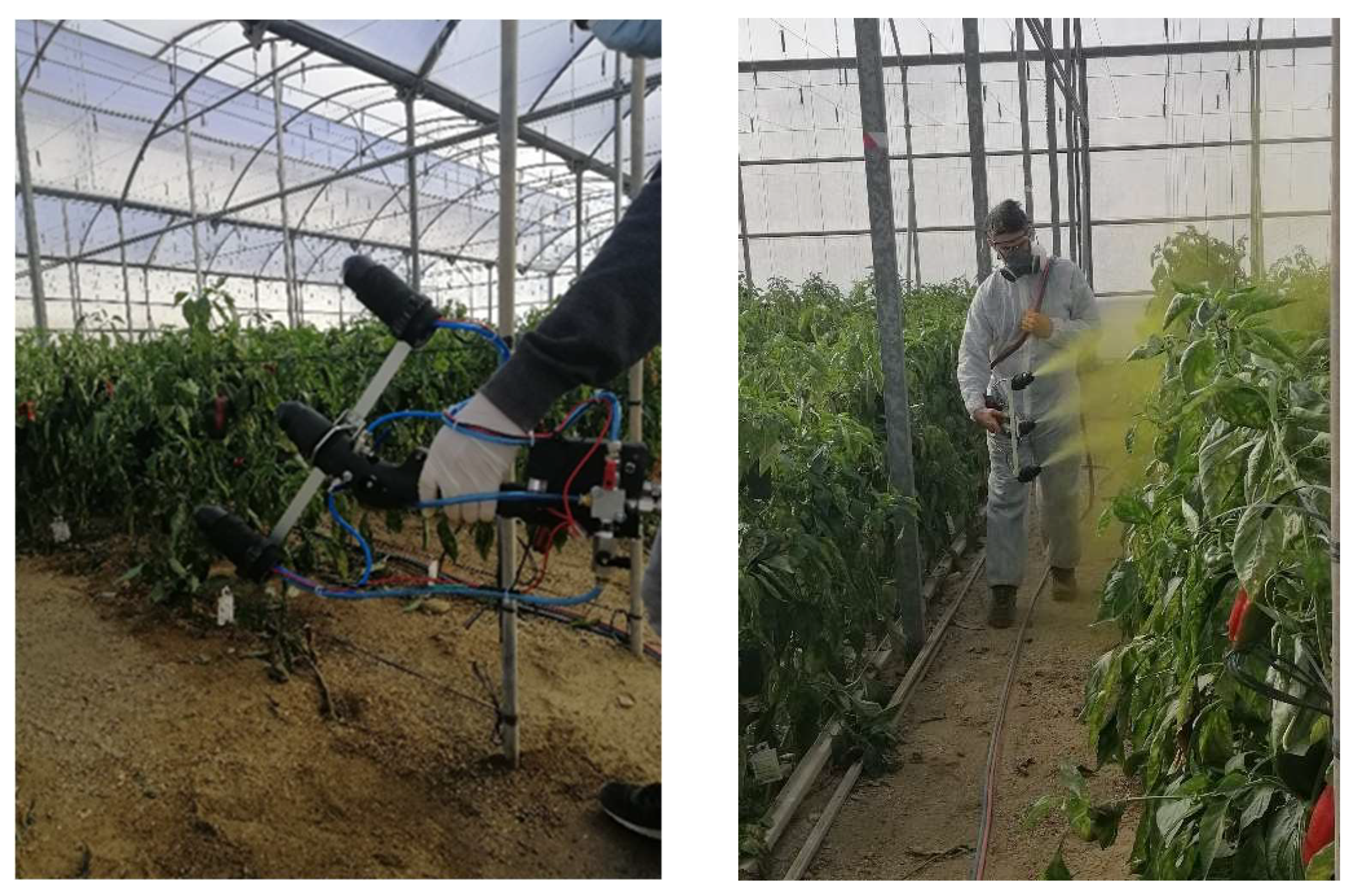 Horticulturae 08 00541 g001