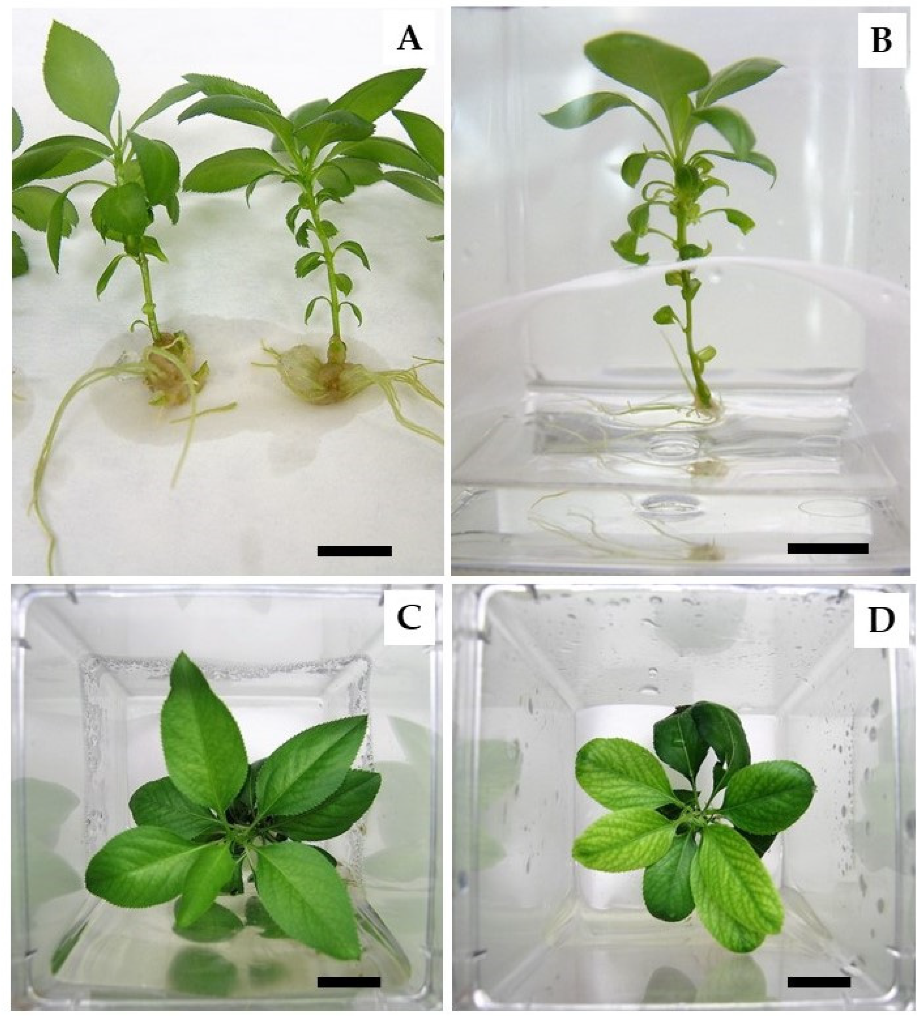 Horticulturae 08 00551 g001