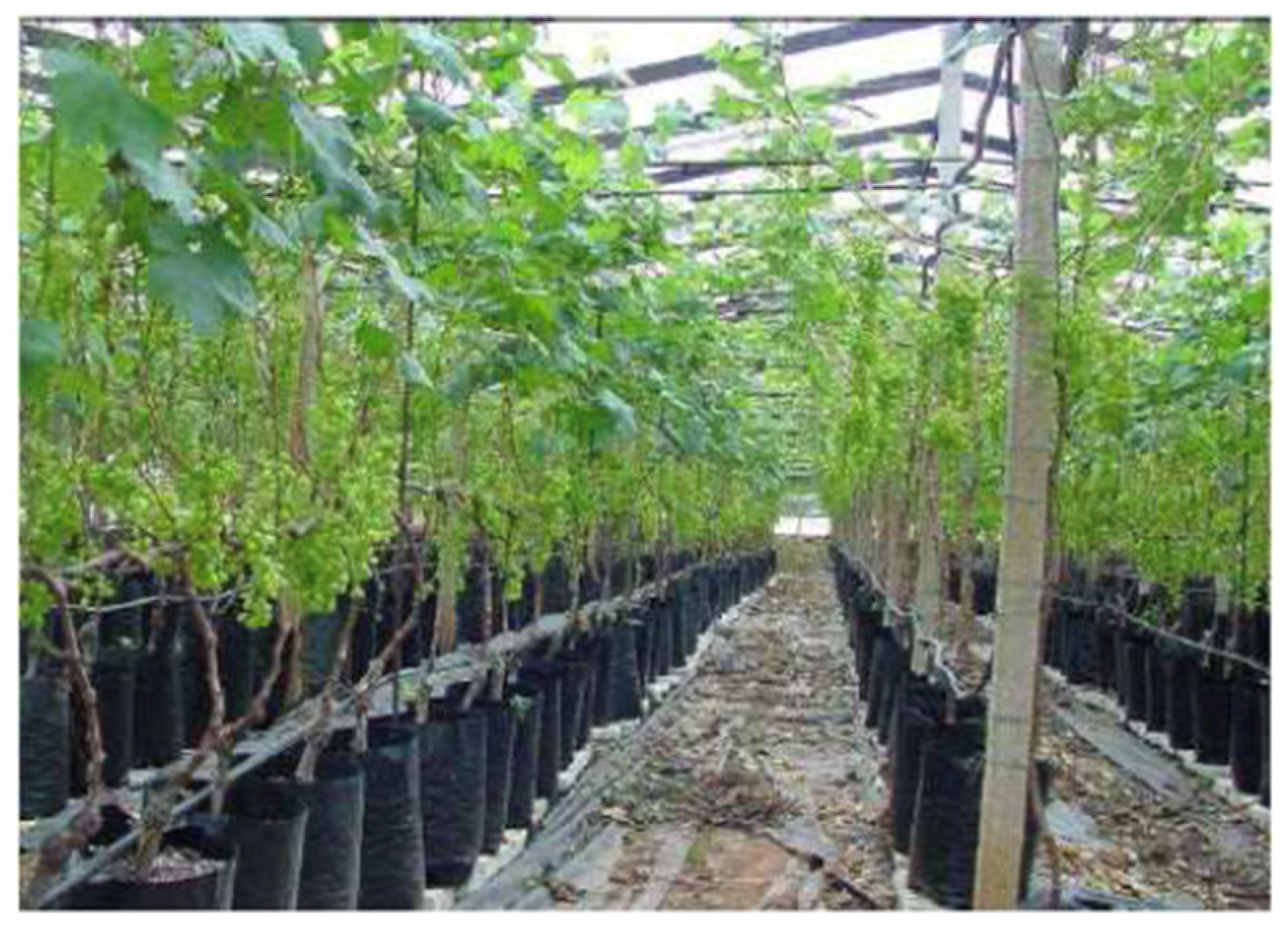 Horticulturae 08 00553 g001