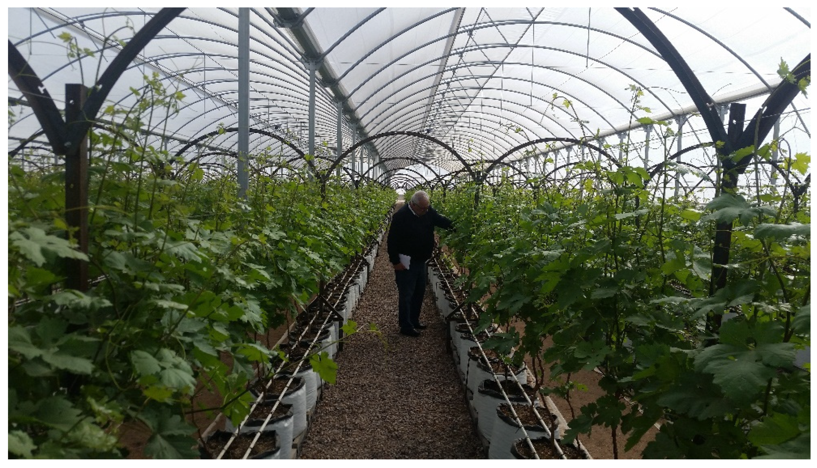 Horticulturae 08 00553 g004