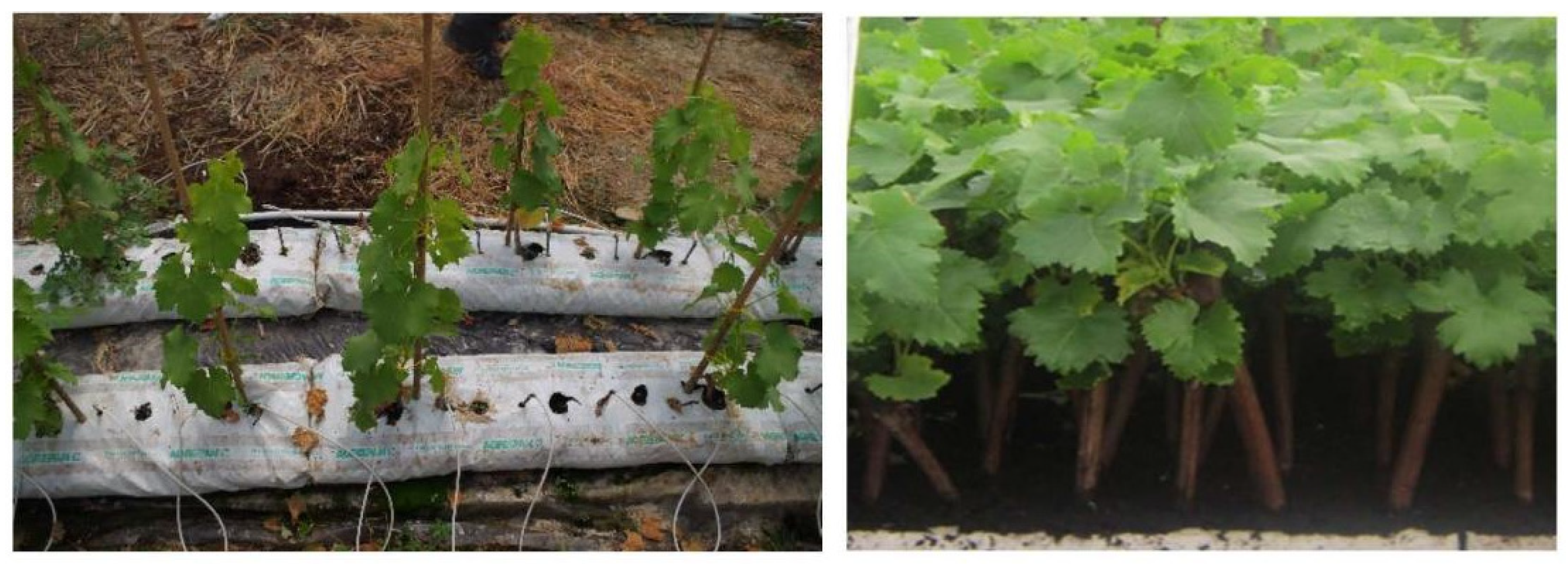 Horticulturae 08 00553 g007