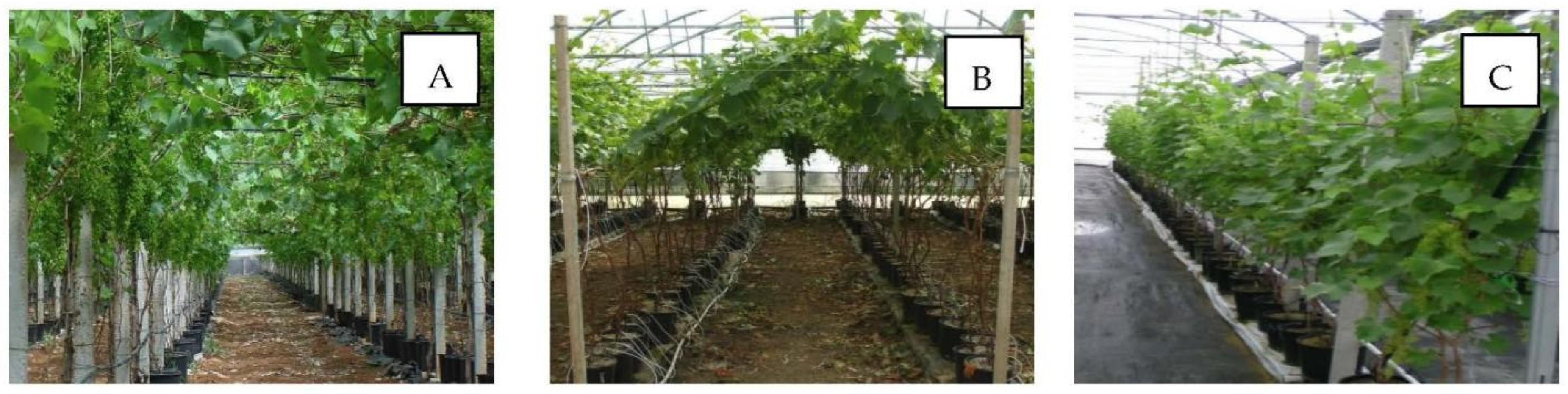 Horticulturae 08 00553 g008