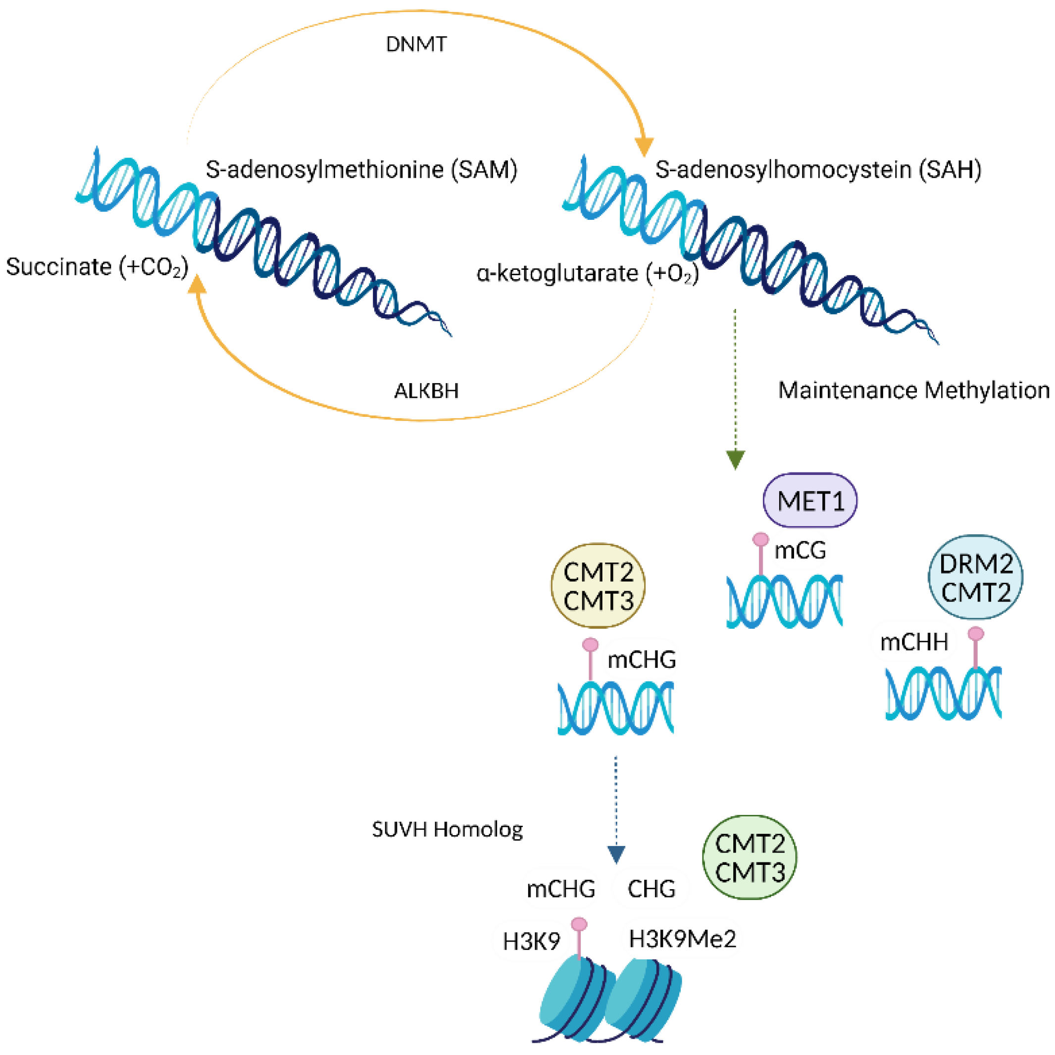 Horticulturae 08 00562 g001