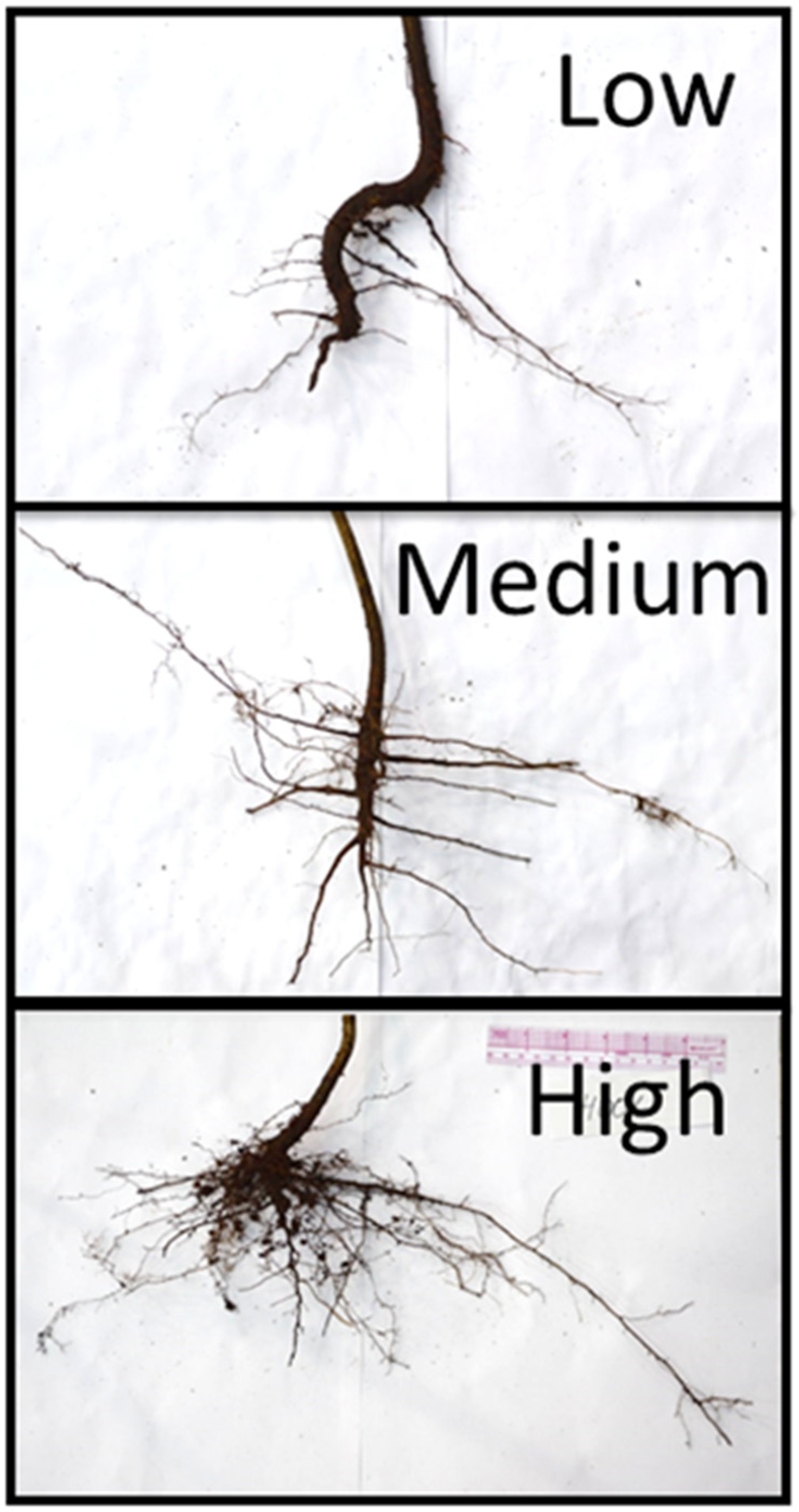 Horticulturae 08 00565 g001 Horticulturae 08 00565 g001