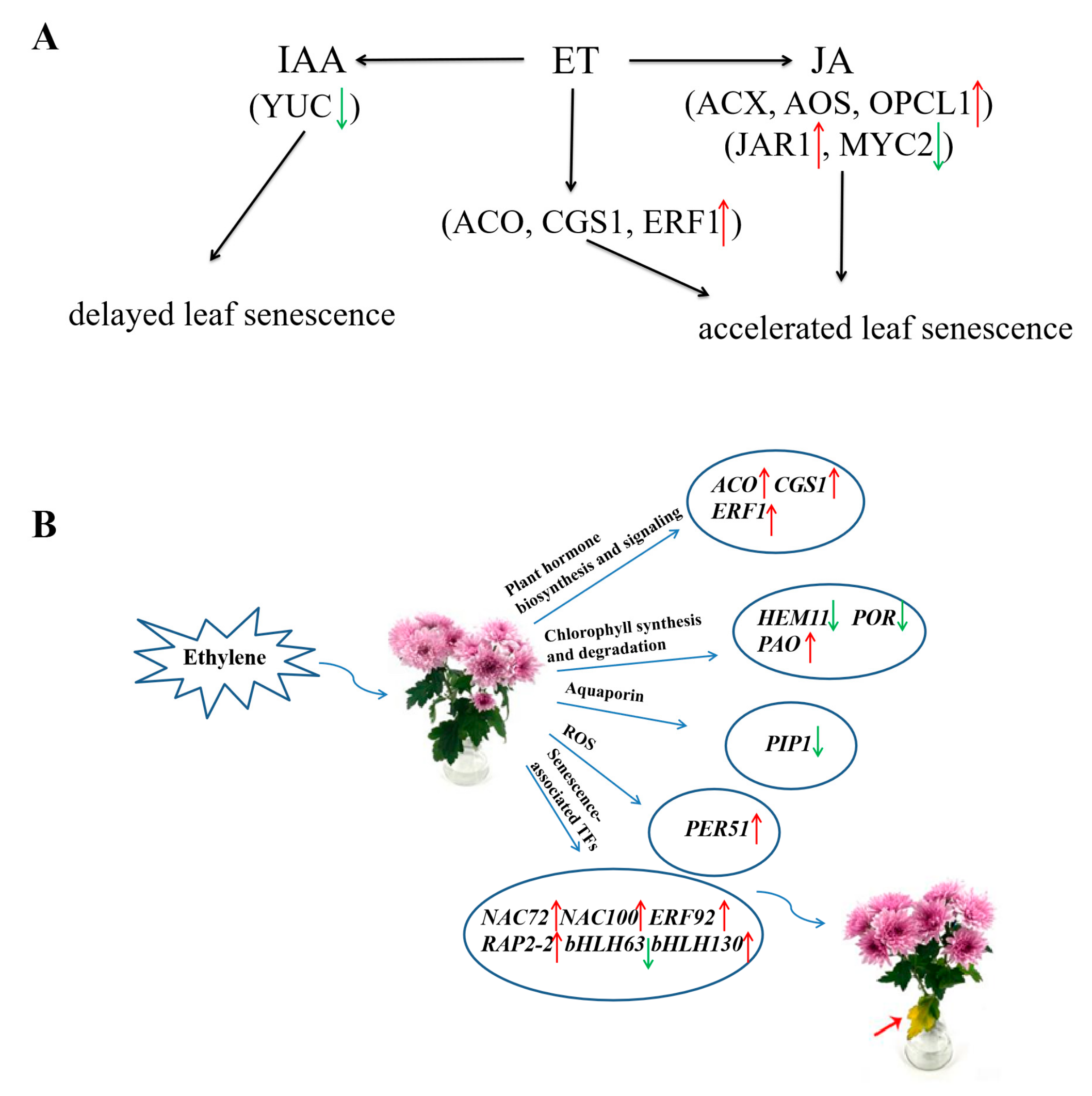Horticulturae 08 00573 g008