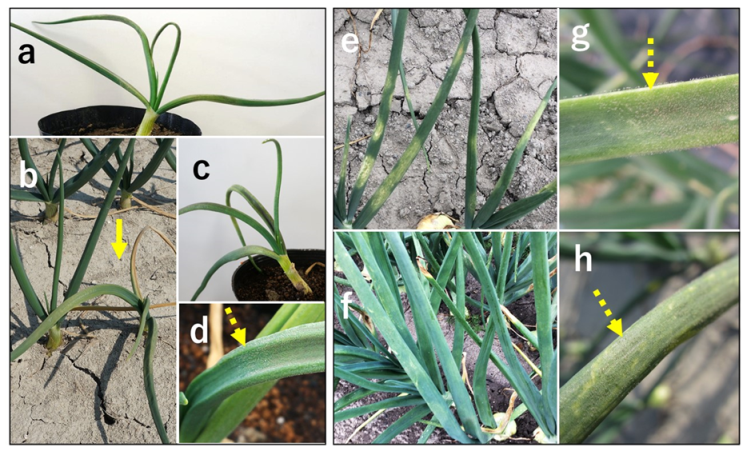 Horticulturae 08 00578 g002