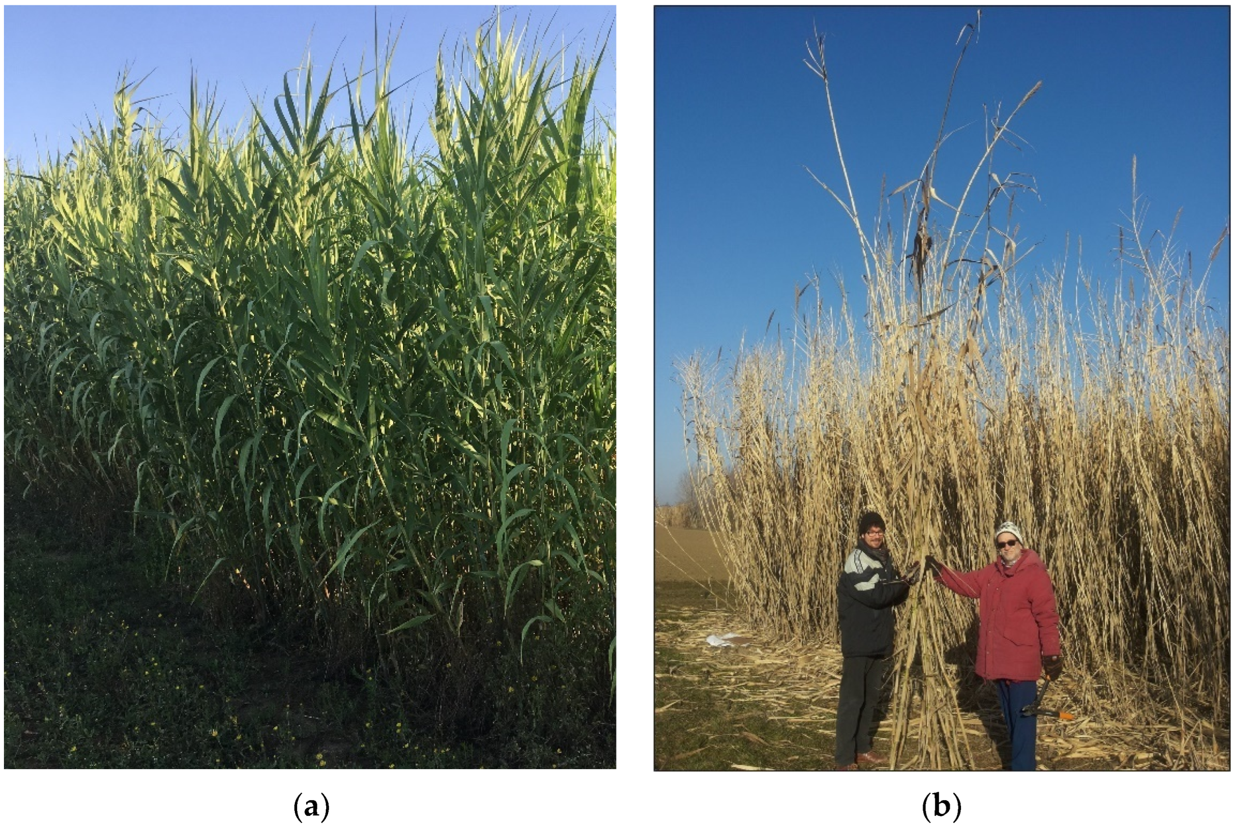 Horticulturae 08 00589 g001