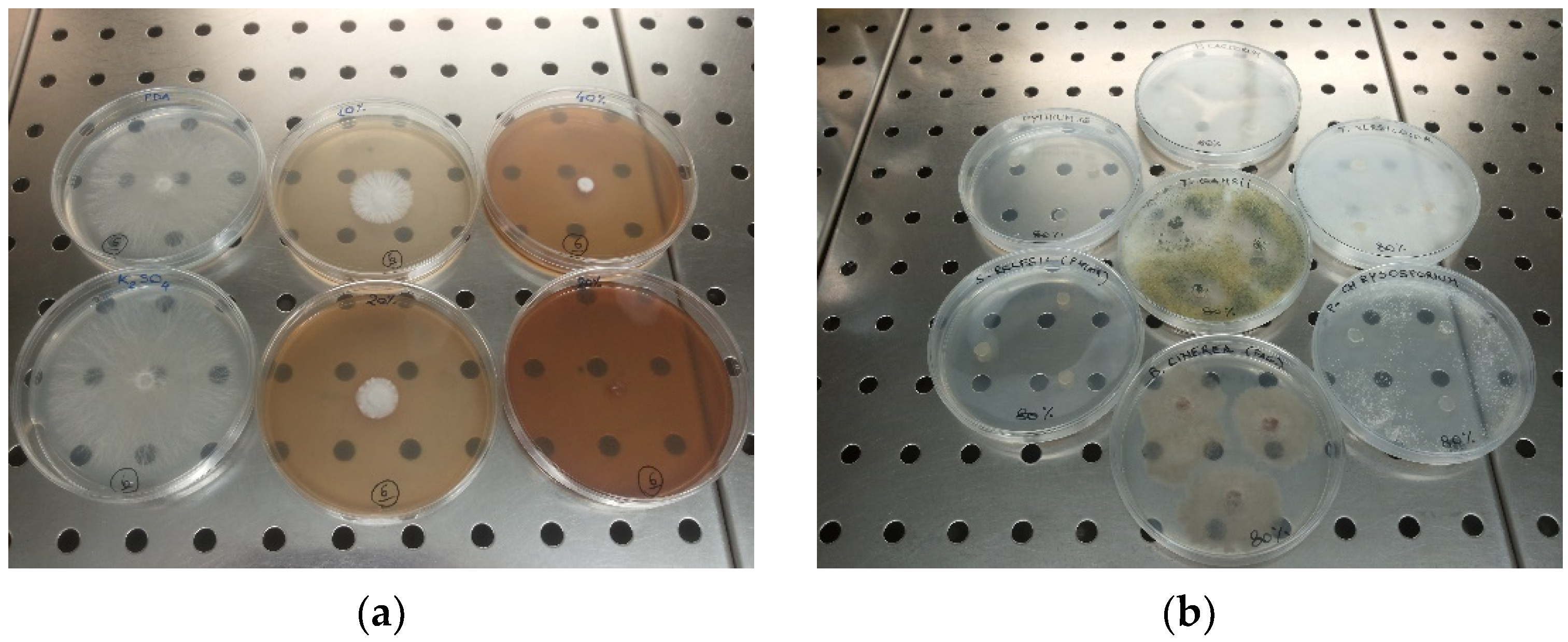 Horticulturae 08 00589 g002