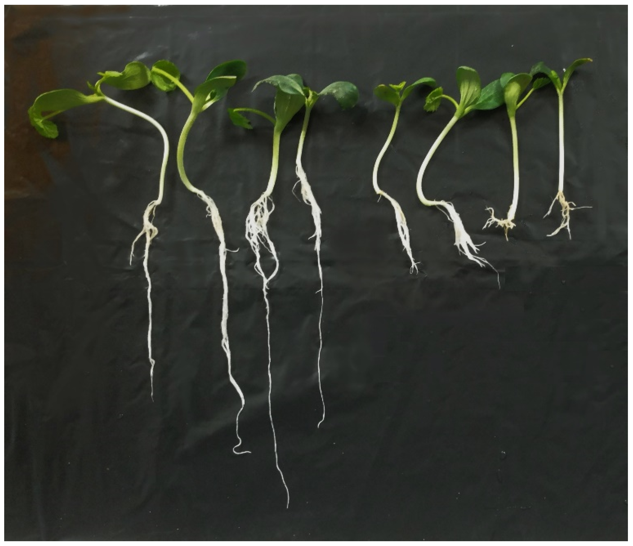 Horticulturae 08 00589 g006