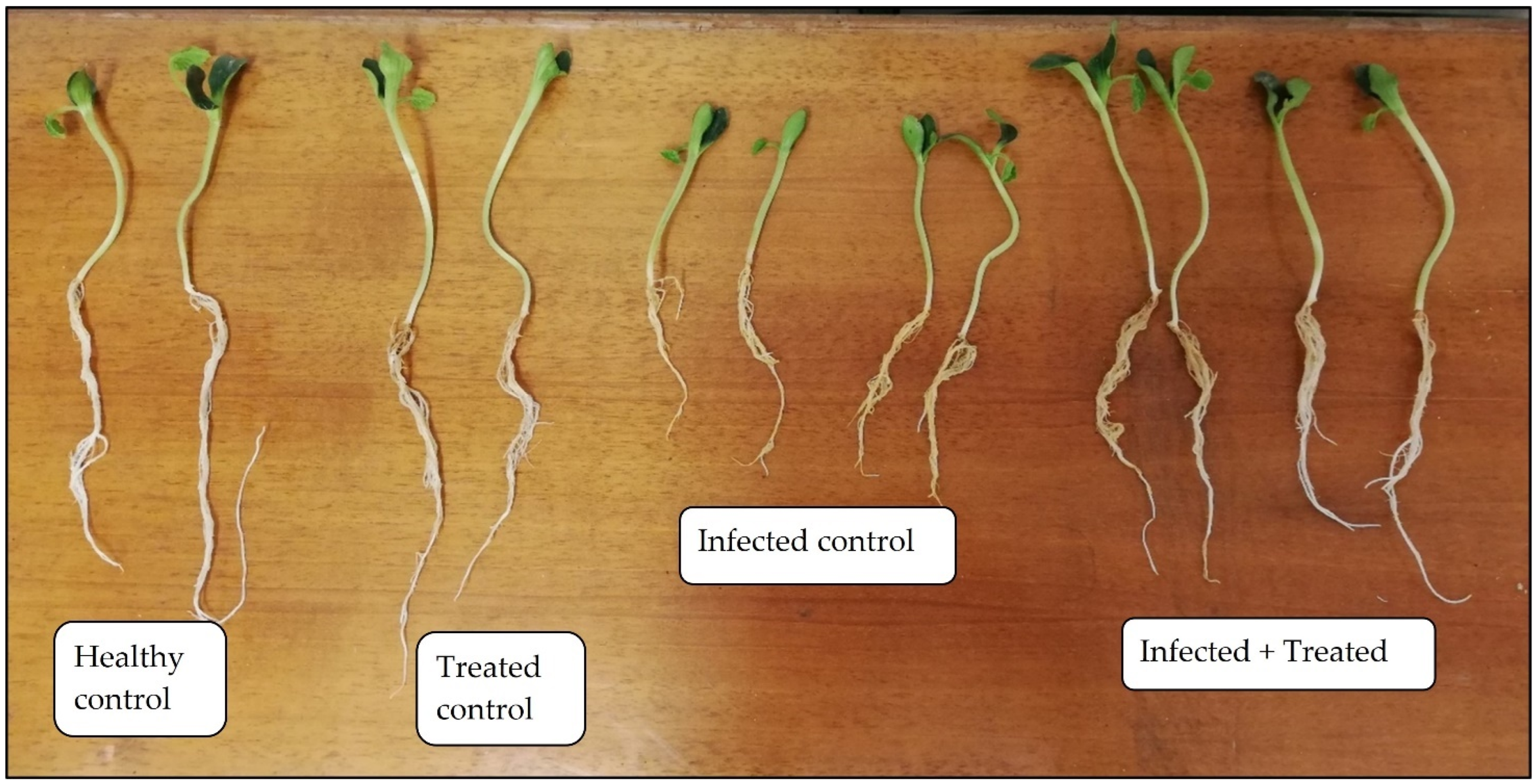 Horticulturae 08 00589 g008