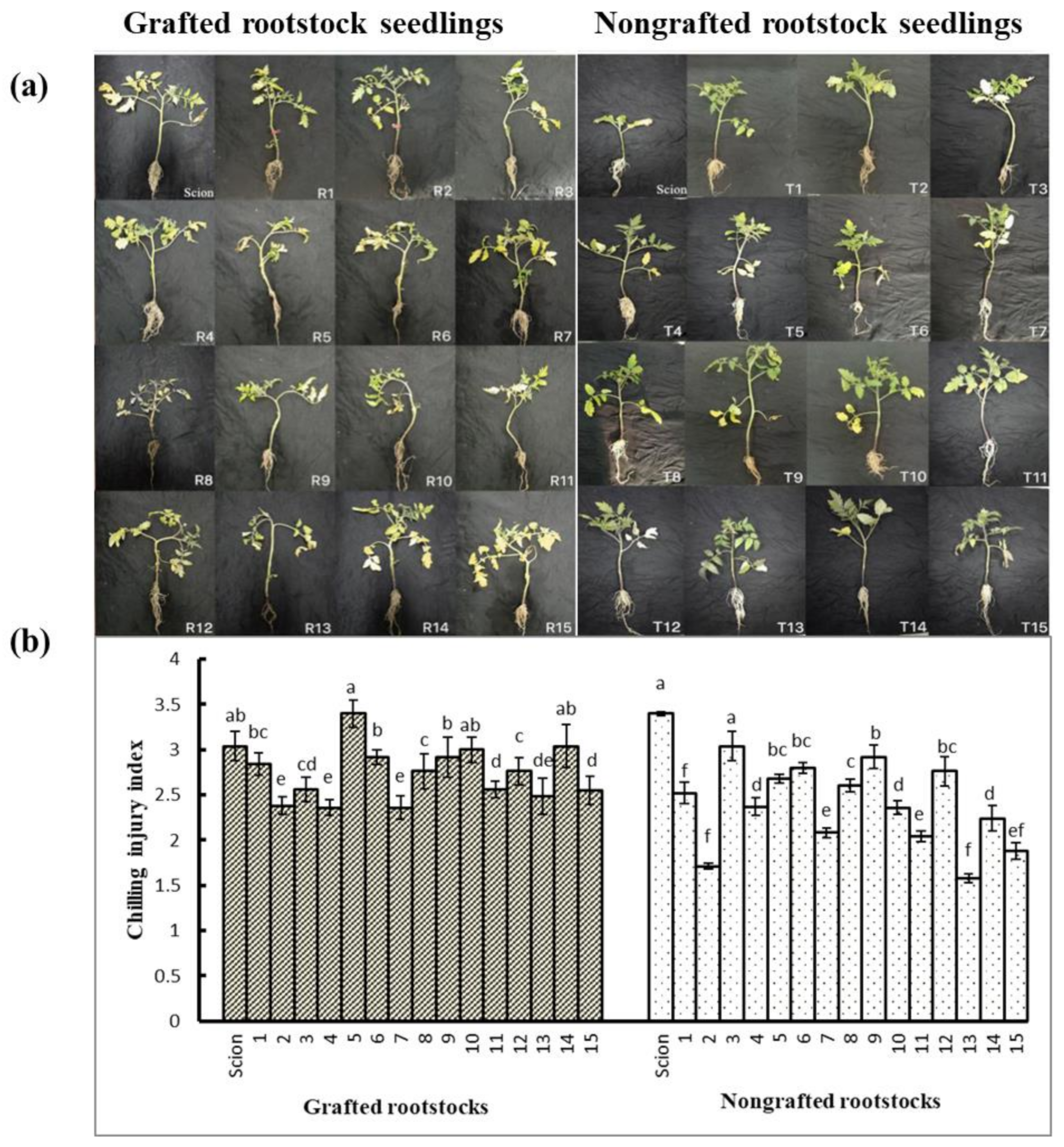 Horticulturae 08 00595 g003