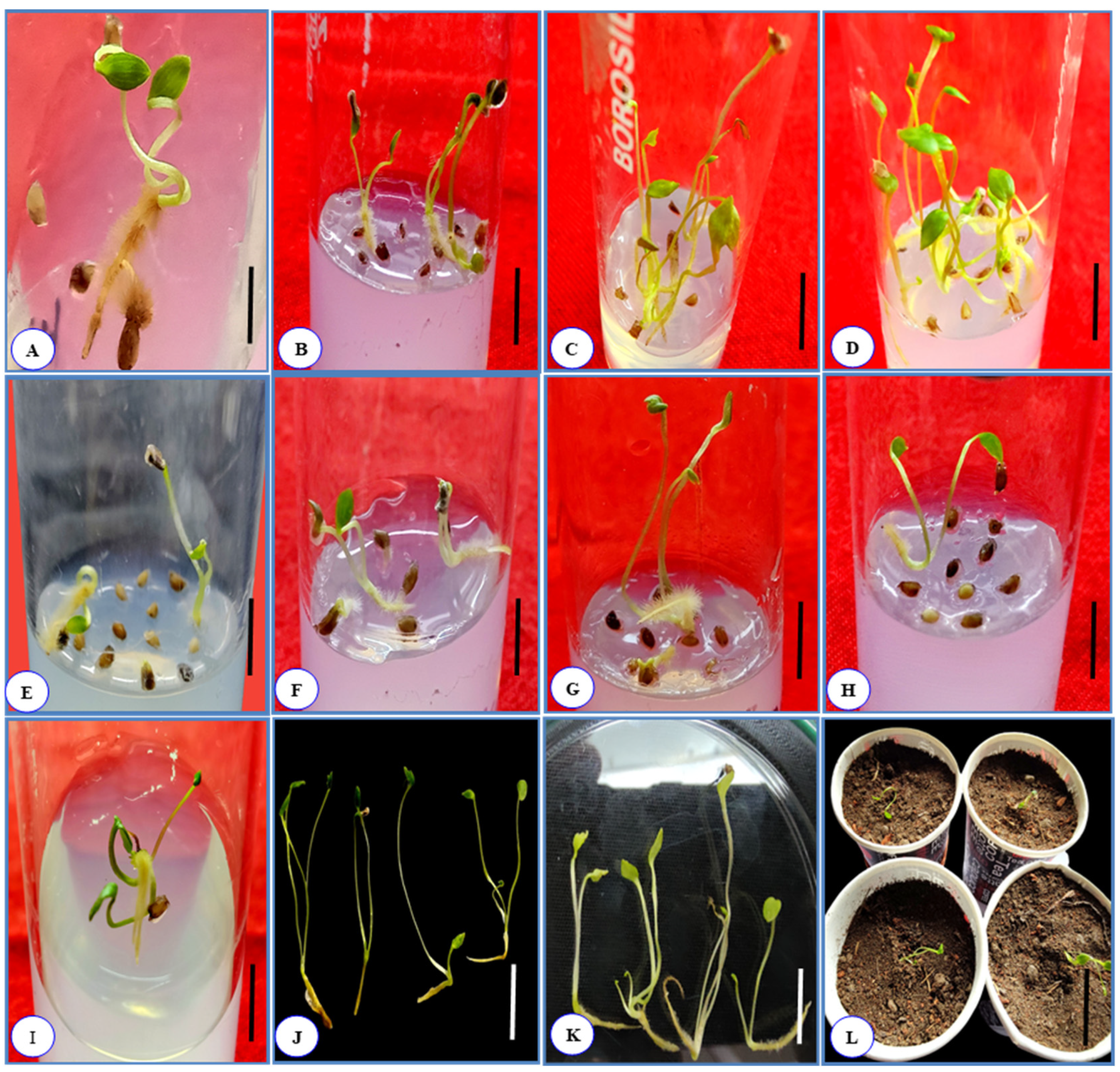 Horticulturae 08 00599 g001