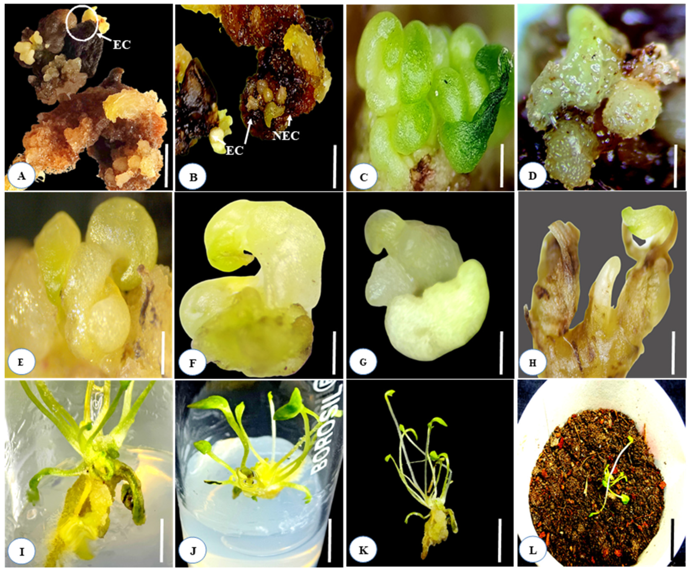 Horticulturae 08 00599 g002