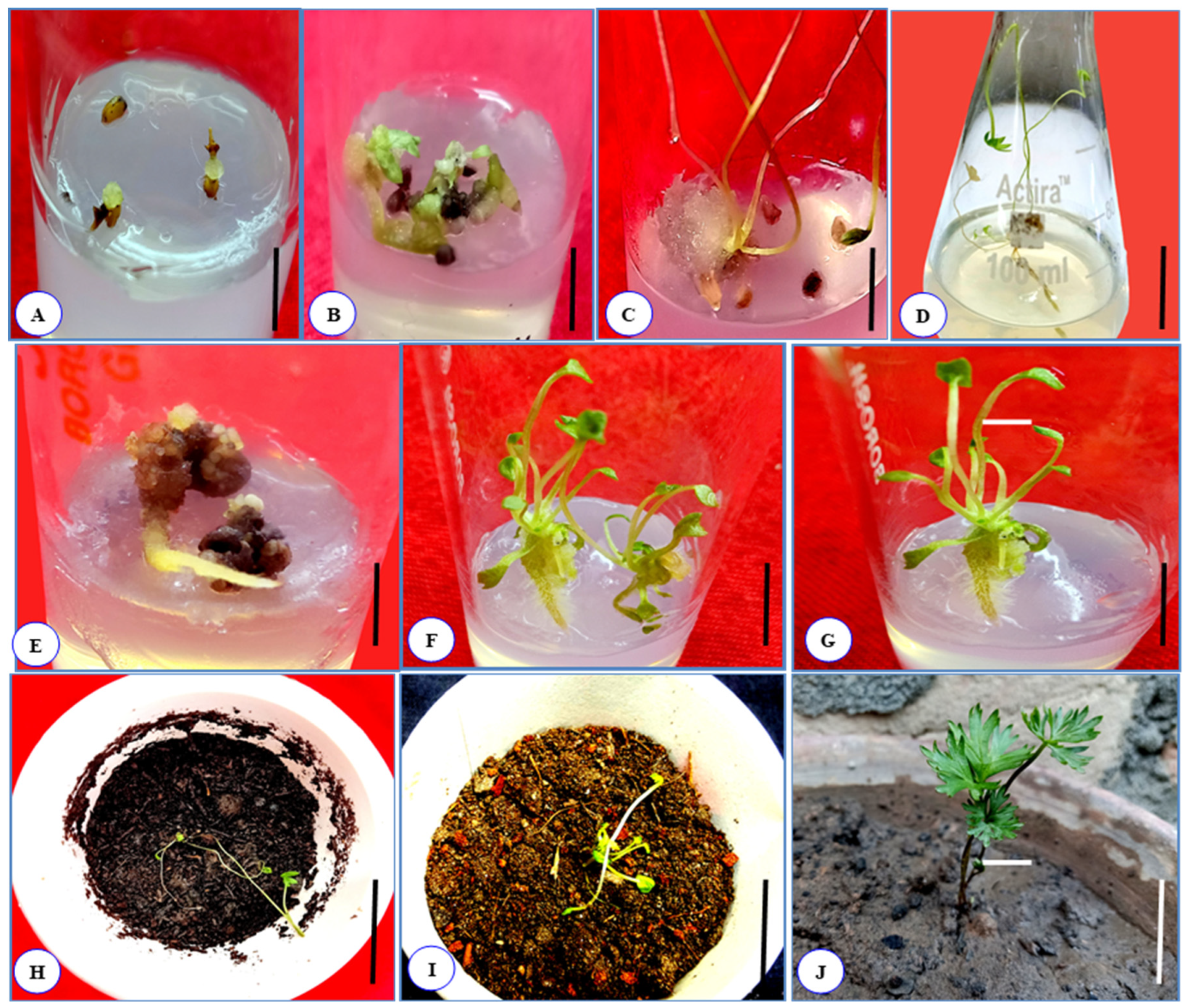 Horticulturae 08 00599 g004