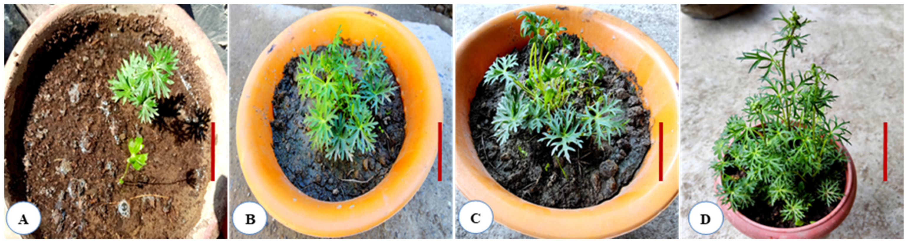 Horticulturae 08 00599 g005